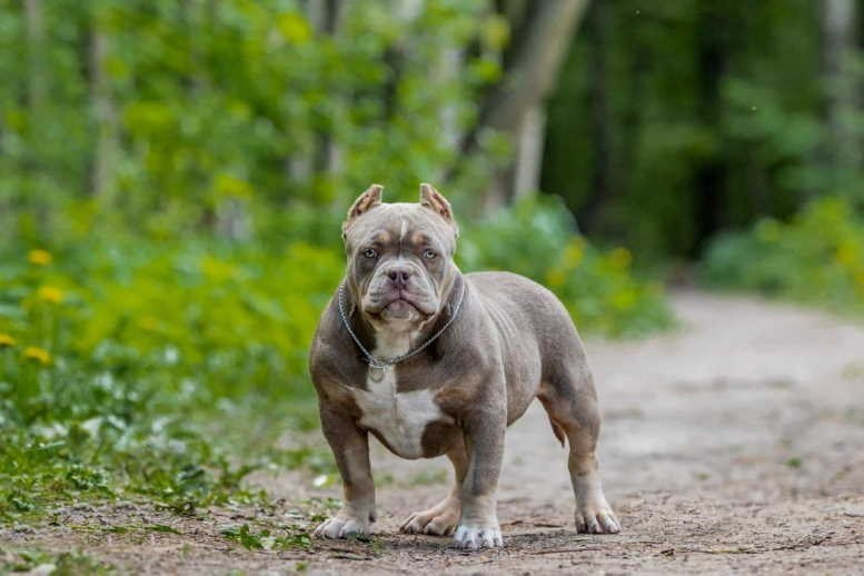 купить щенка Американский Булли в Тюмени