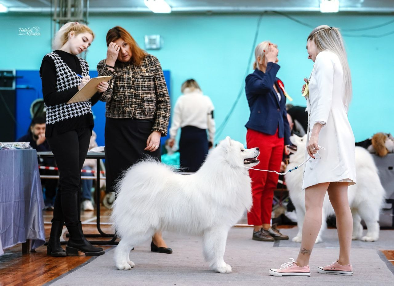RAFAEL BELOE ZOLOTO SIBIRI. Самоед Новосибирск