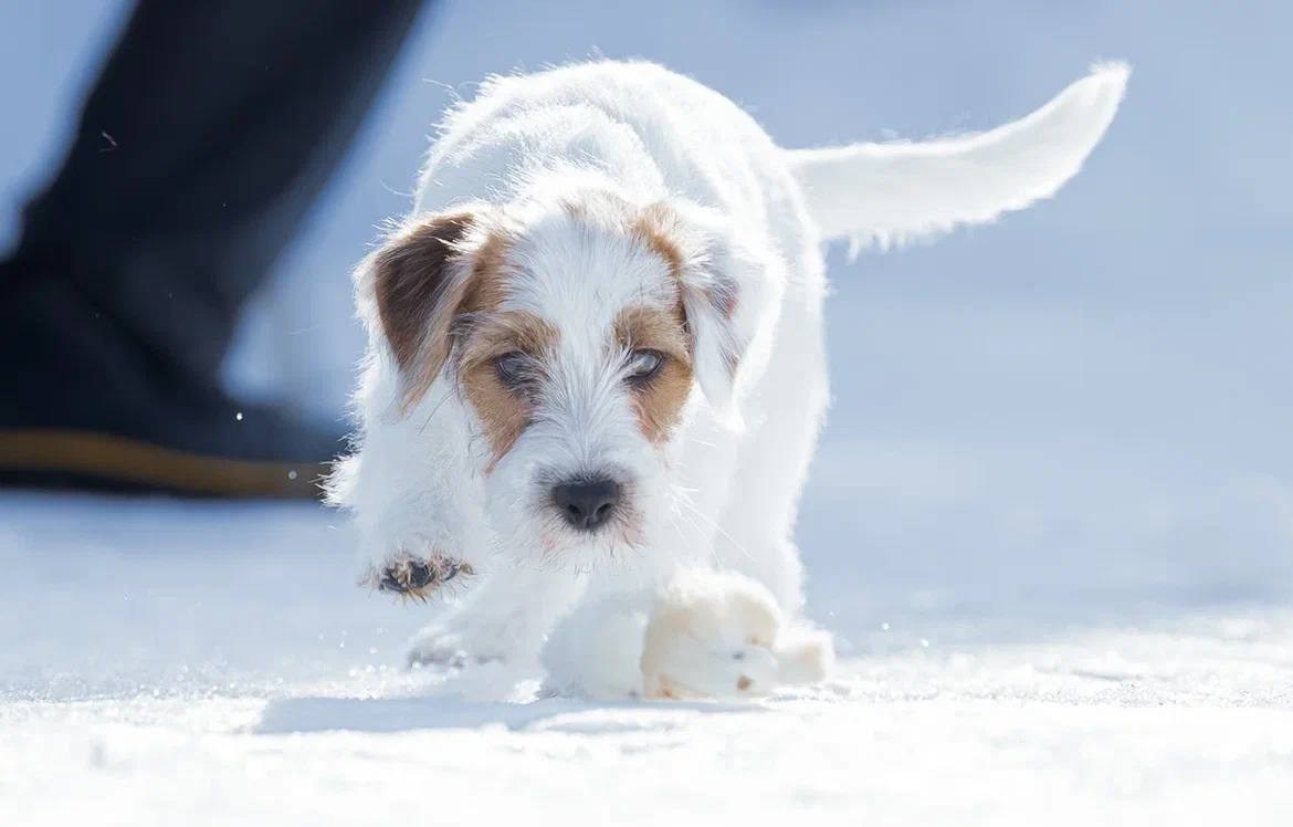 Сука 2. Lovely-Orange питомник джек рассел терьеров