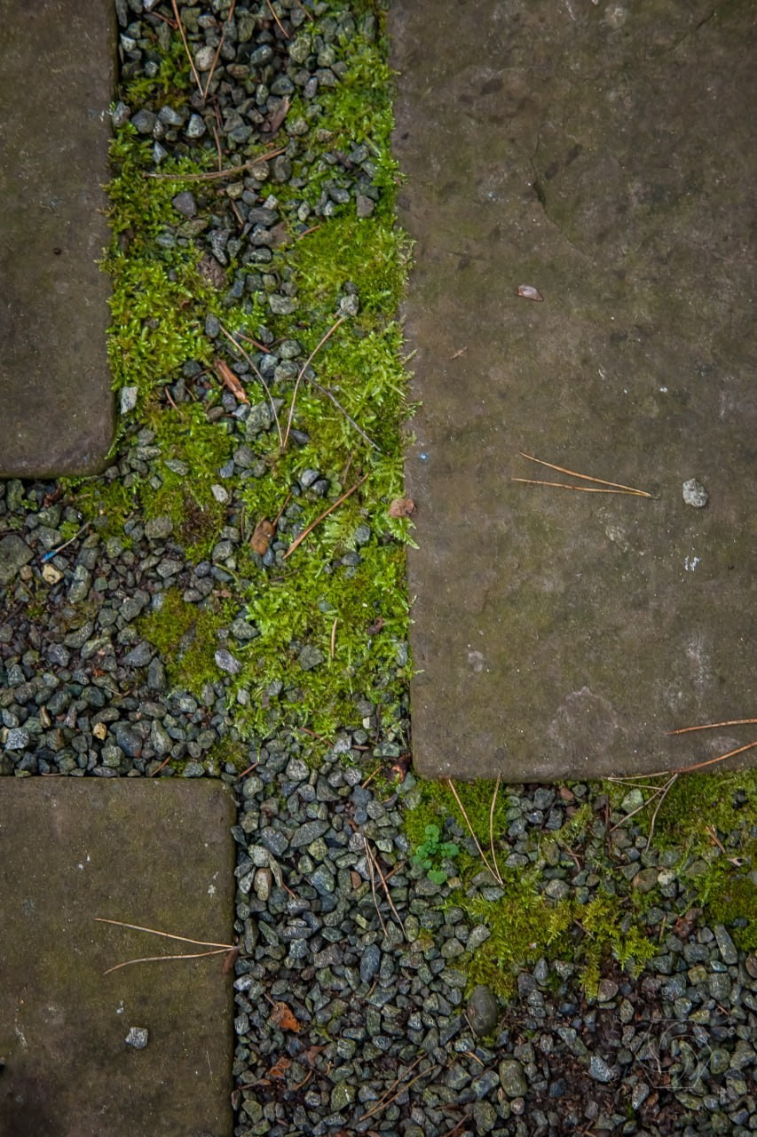 Сад мхов. Виталий Туманов — Ландшафтный фотограф