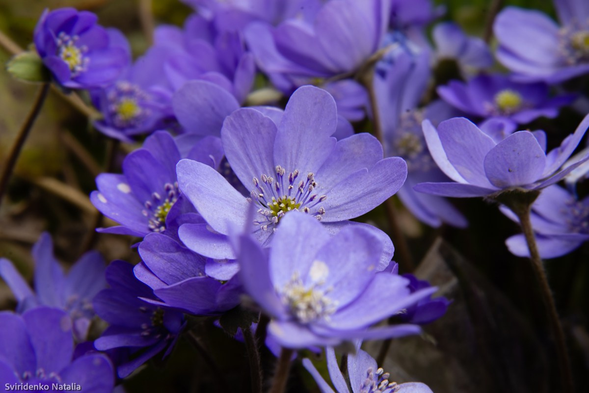 Макросъемка. Фотограф в Кемерово Наталья Свириденко