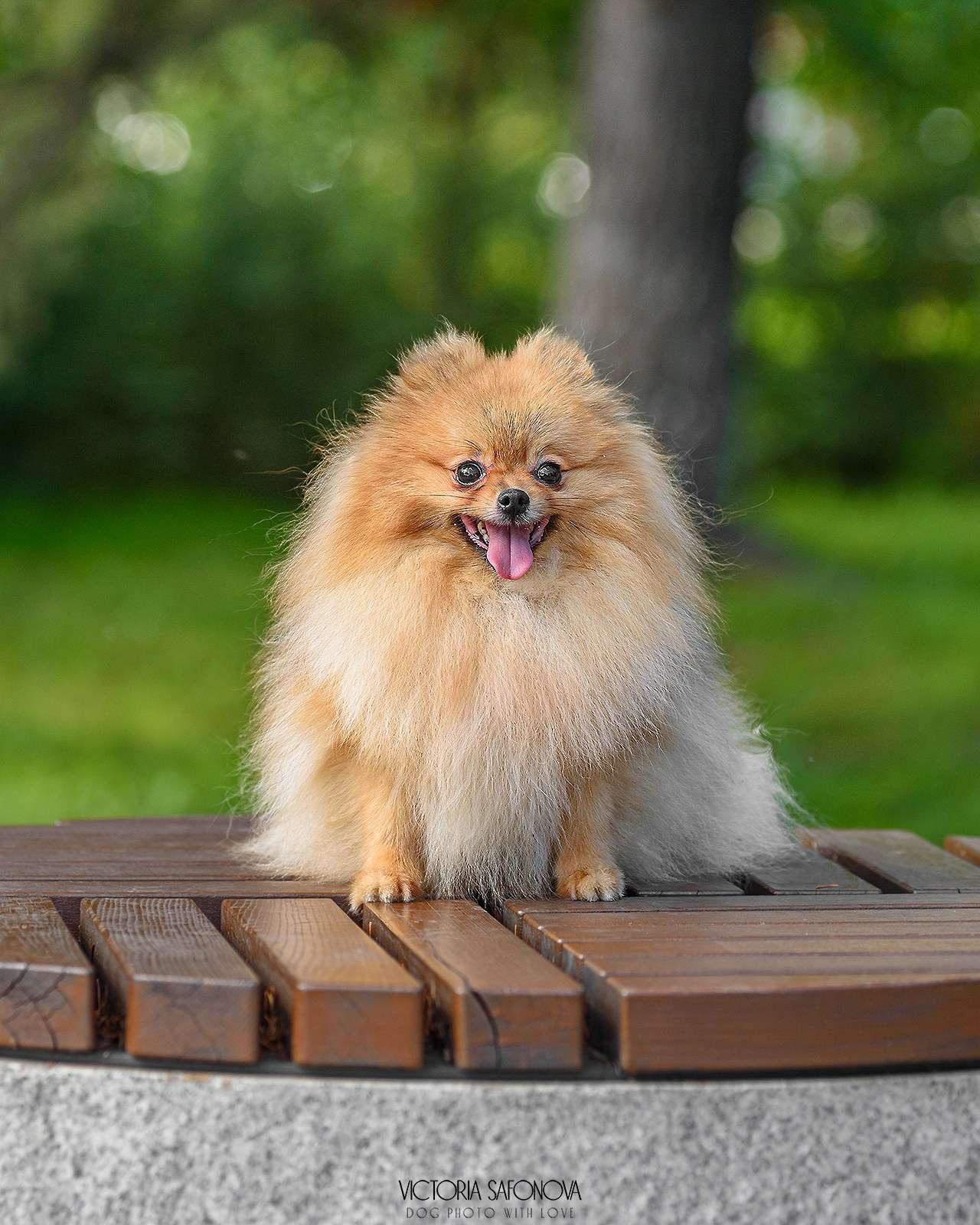 Шпицы 24.07.2024. Фотограф анималист Благовещенск. Сафонова Виктория