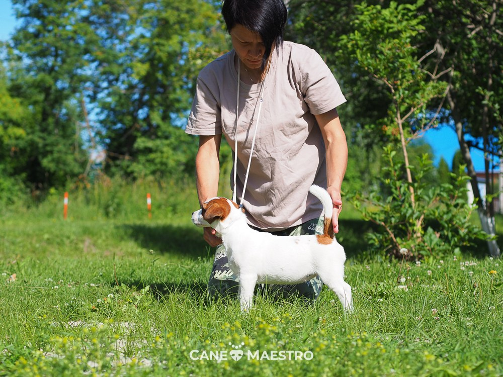 Щенок Джек-рассел-терьер. КМ ФЕРИТЕЙЛ. Гладкий джек рассел. Девочка№1. КАНЕ МАЭСТРО — питомник Джек рассел терьеров