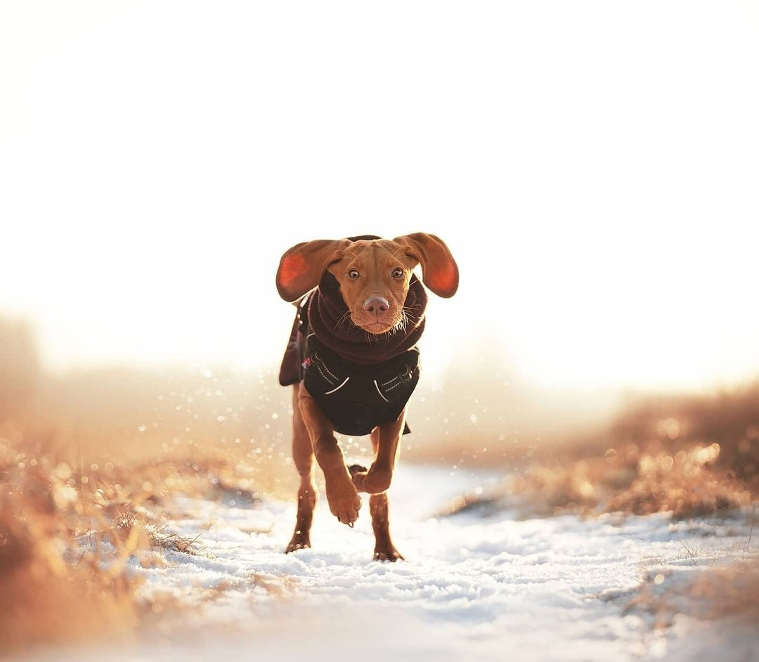 Трисс. Фотограф анималист Осипчикова Мария