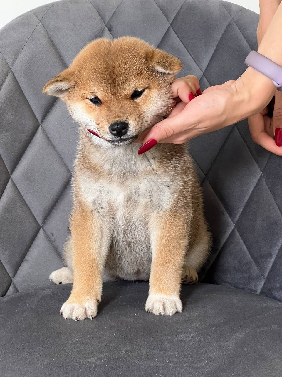 сиба питомник Рубилайт щенки на продажу rubylight  сиба щенки купить СПб Санкт-Петербург 