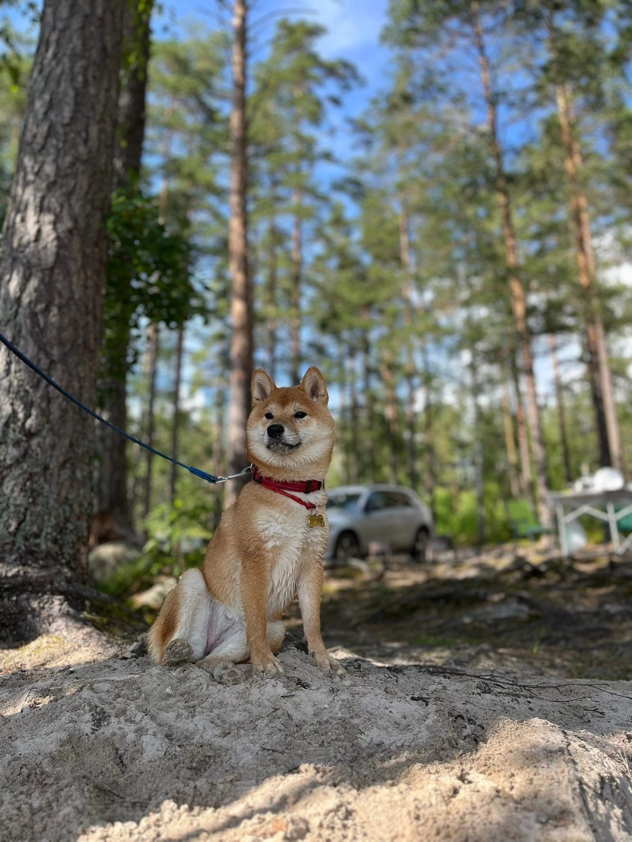 сиба питомник Рубилайт щенки на продажу rubylight  сиба щенки купить