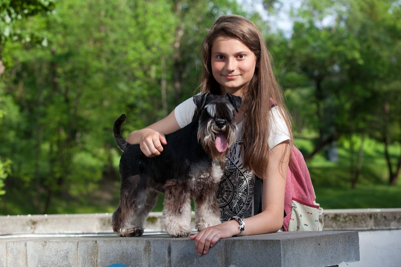 Питомник Делинсо Бэлэнс, щенки цвергшнауцера, купить щенка цвергшнауцера, питомник цвергшнауцеров, кобель цвергшнауцера для вязки, щенок цвергшнауцера, питомник цвергшнауцеров, черный с серебром, цверг, лучший питомник в беларуси, питомник цвергшнауцеров минск