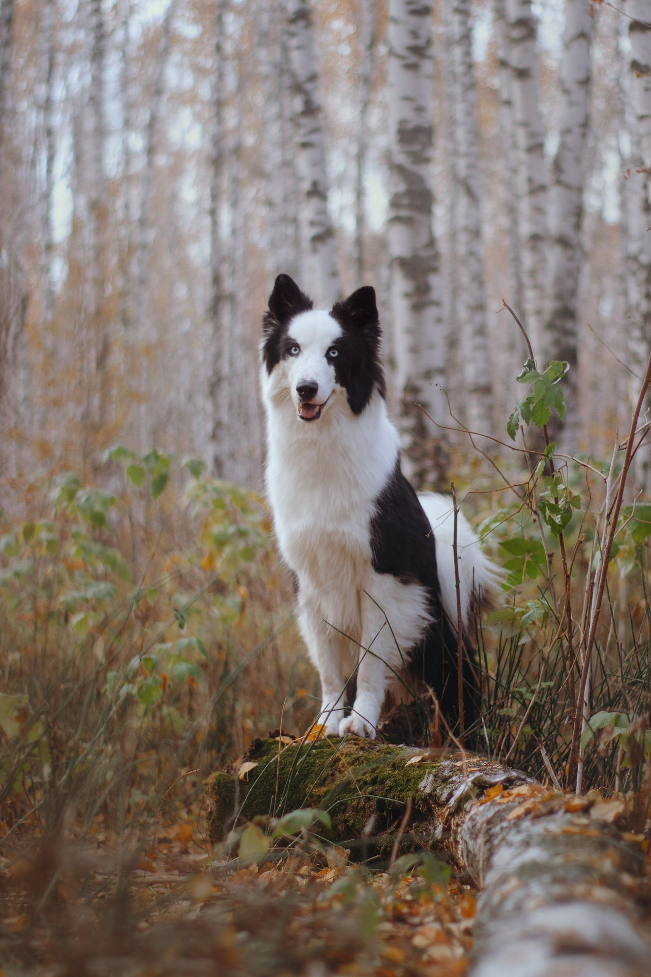 Отзывы. Фотограф в Тюмени Лизавета Сапицкая