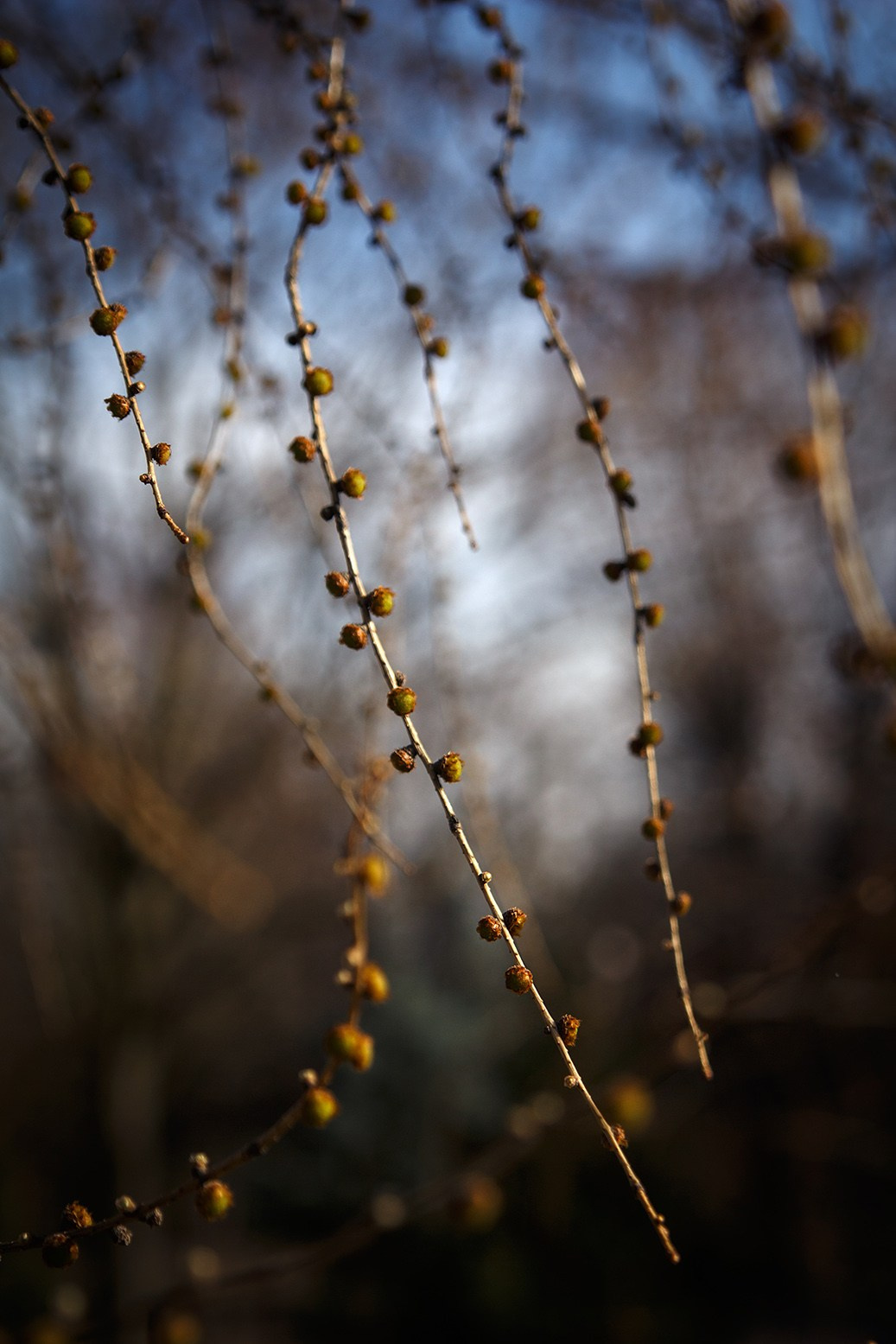 Весна. Катя Цвет