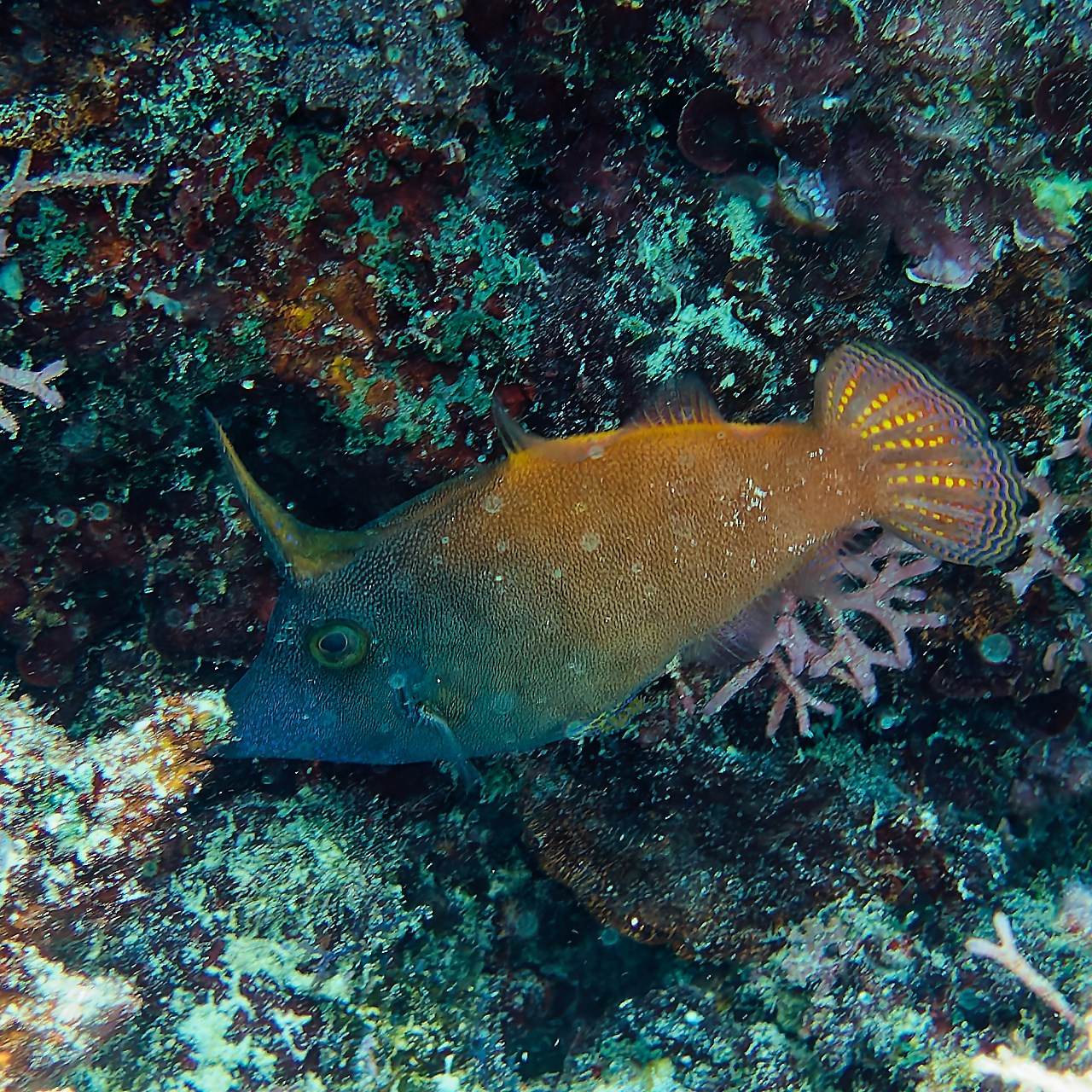 Мне посмотреть. Рыбов показываю