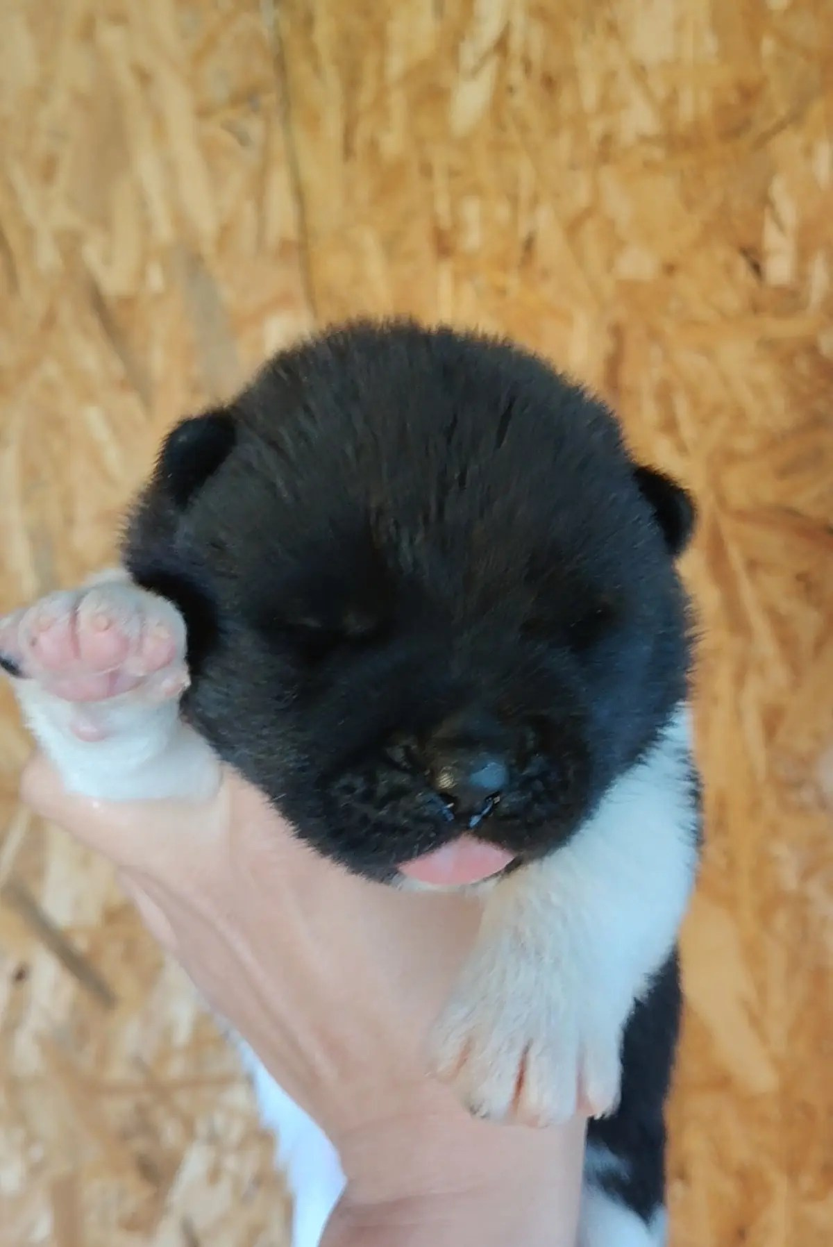 Rubylight Ul'yana. AMERICAN AKITA RUBYLIGHT KENNEL I SHIBA-INU