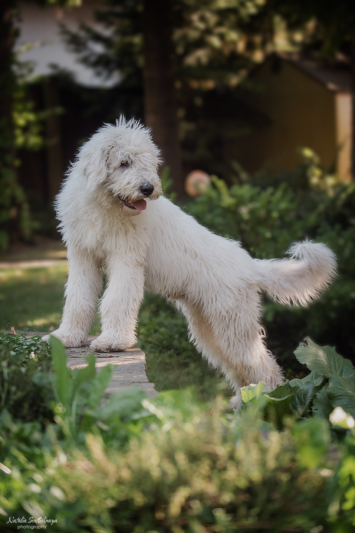 Комондор. Фотограф-анималист Наталья Светличная