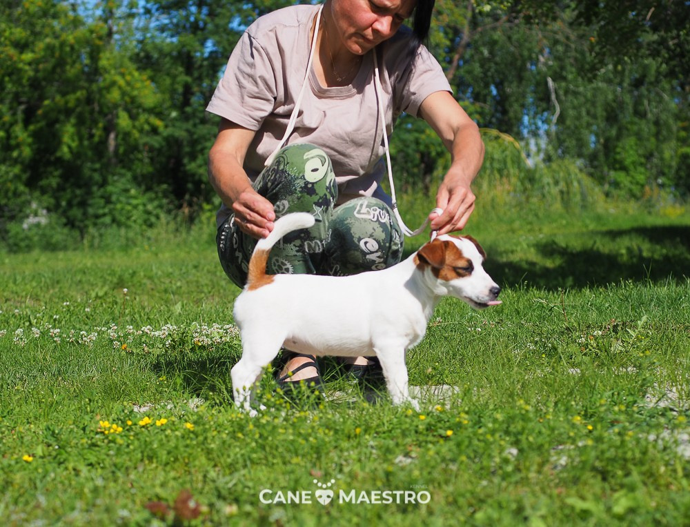 Щенок Джек-рассел-терьер. КМ ФЕРИТЕЙЛ. Гладкий джек рассел. Девочка№1. КАНЕ МАЭСТРО — питомник Джек рассел терьеров