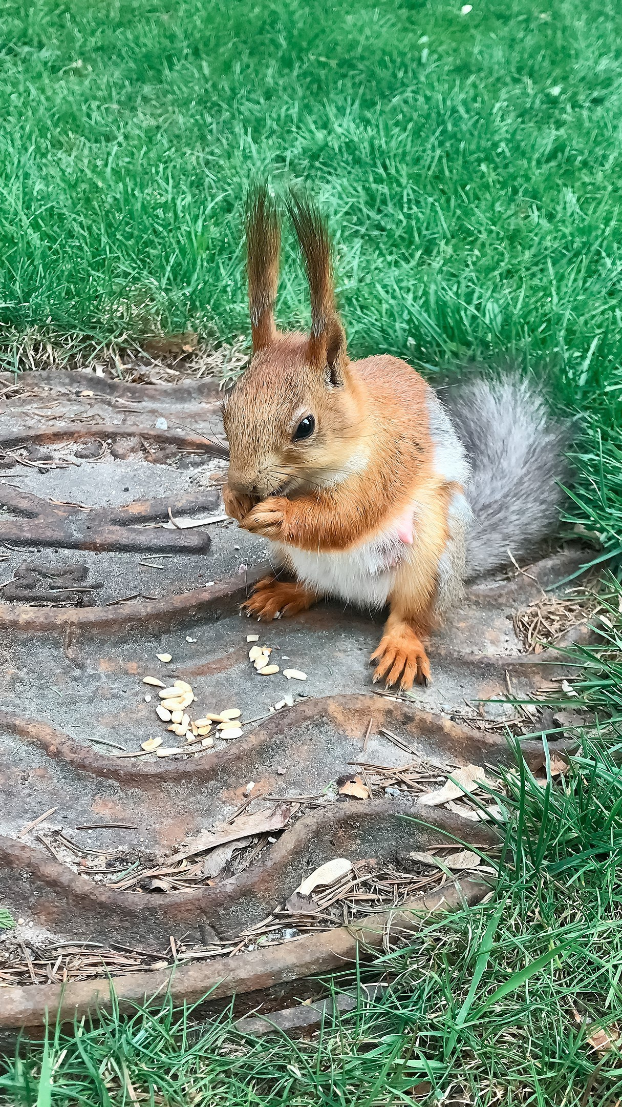 Берегите свой Дом. Аmat Victoria Сuram