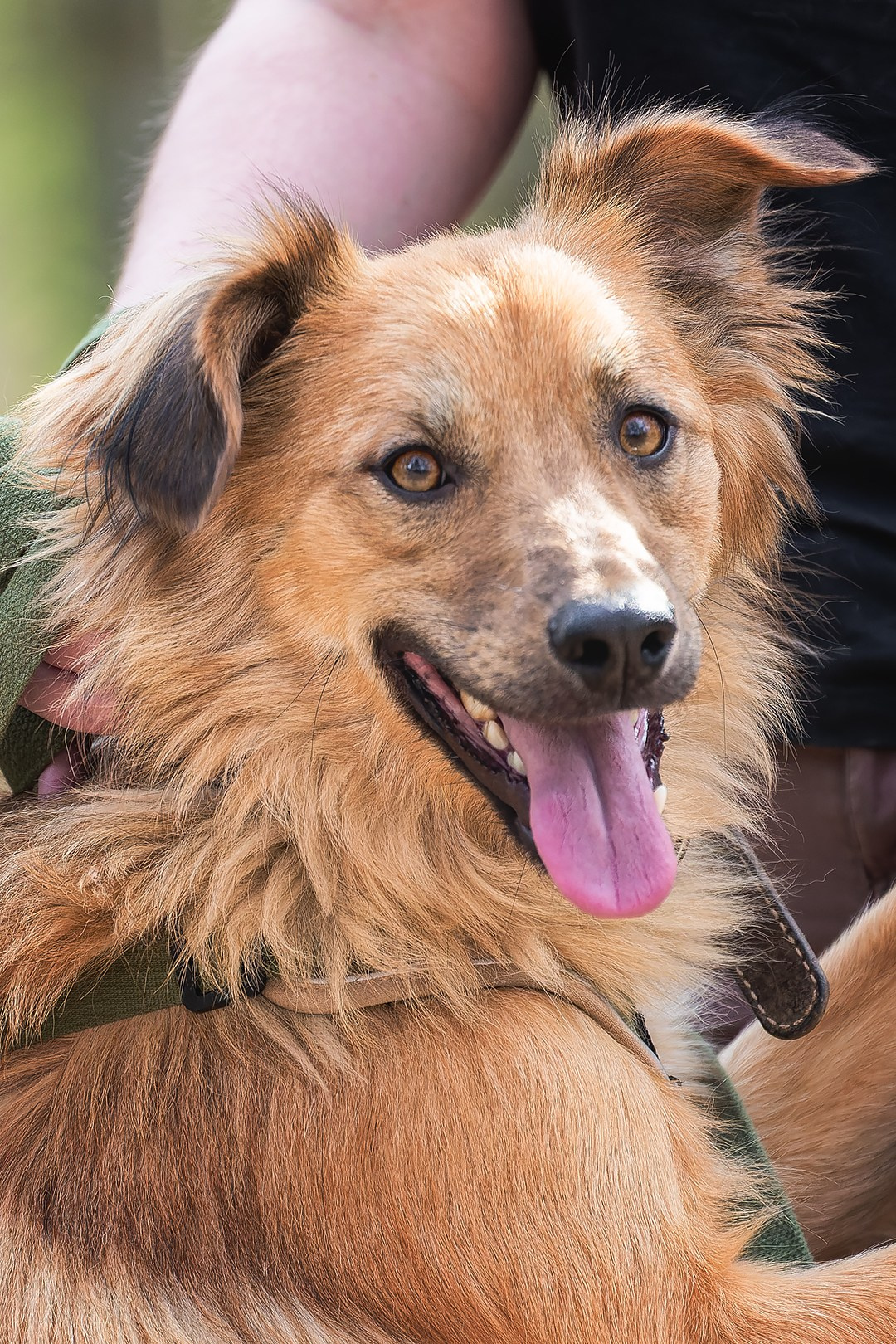 Собаки приюта Келтсские ангелы. Irenephoto.ru