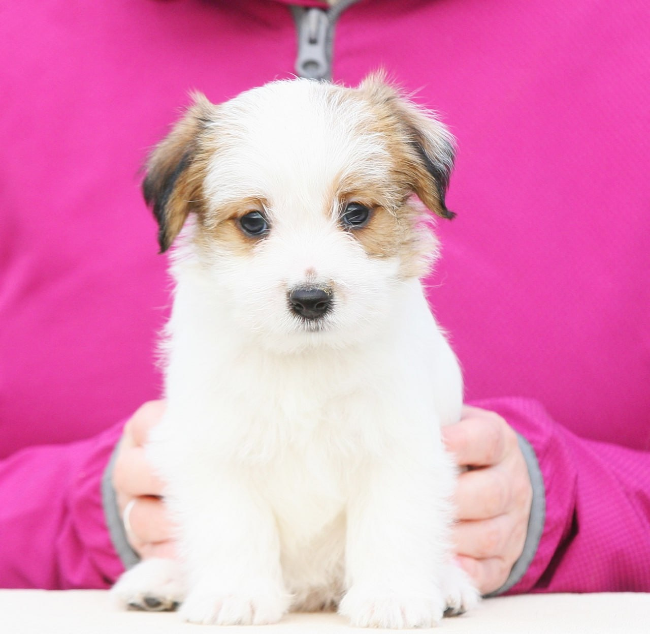 Сука 1. Lovely-Orange питомник джек рассел терьеров