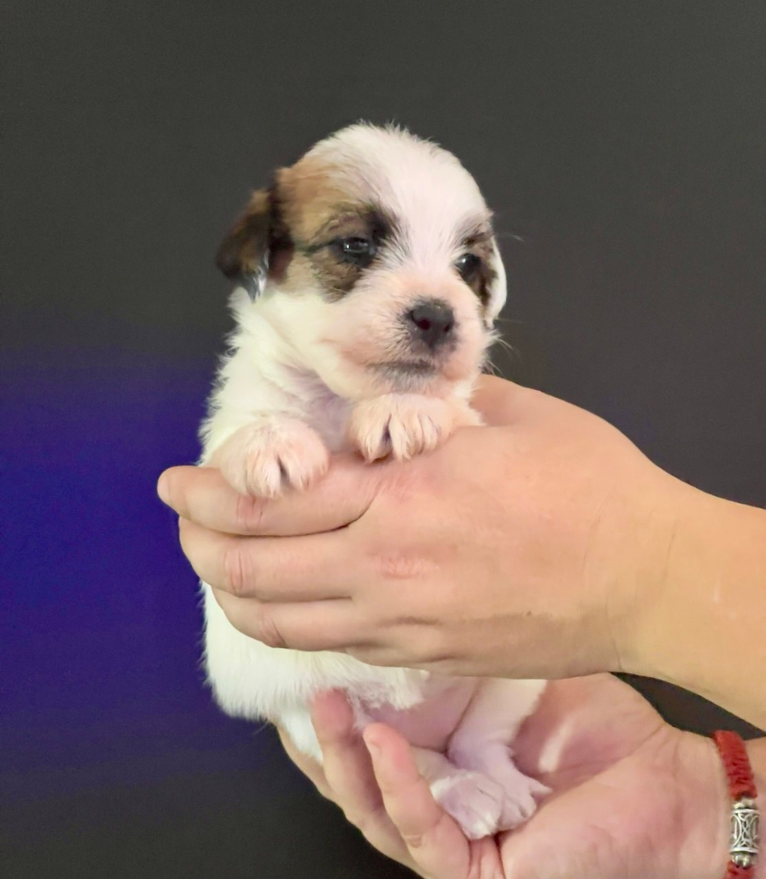 Сука 2. Lovely Orange kennel Jack Russell Terrier FCI/RKF