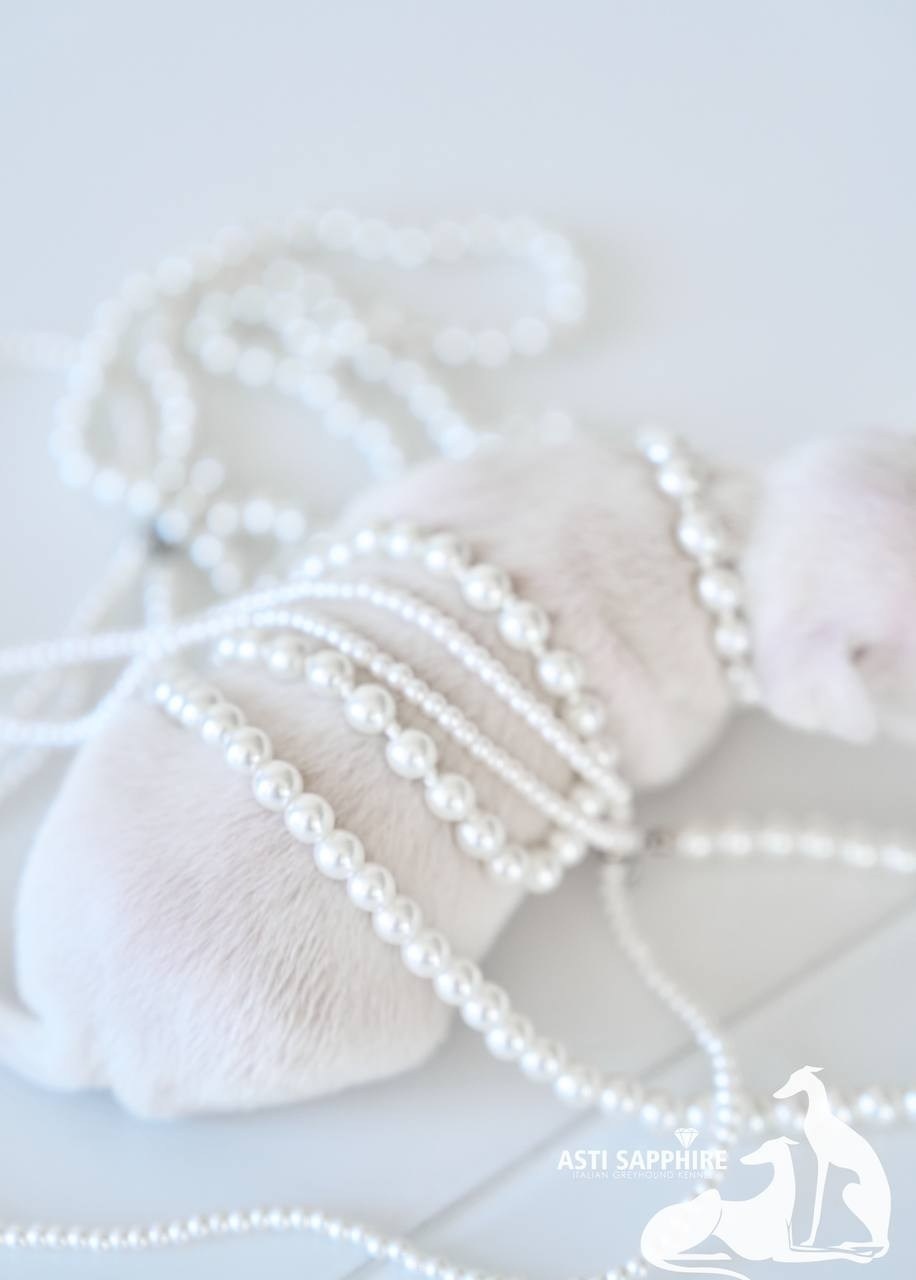 Крем. Профессиональный питомник левреток РКФ/FCI ASTI SAPPHIRE 💎 Сочи|Санкт-Петербург