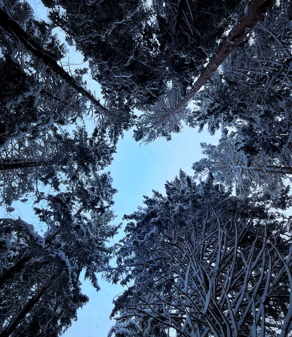 Природа. Фотокружок «Видоискатель» ГБОУ СОШ № 291