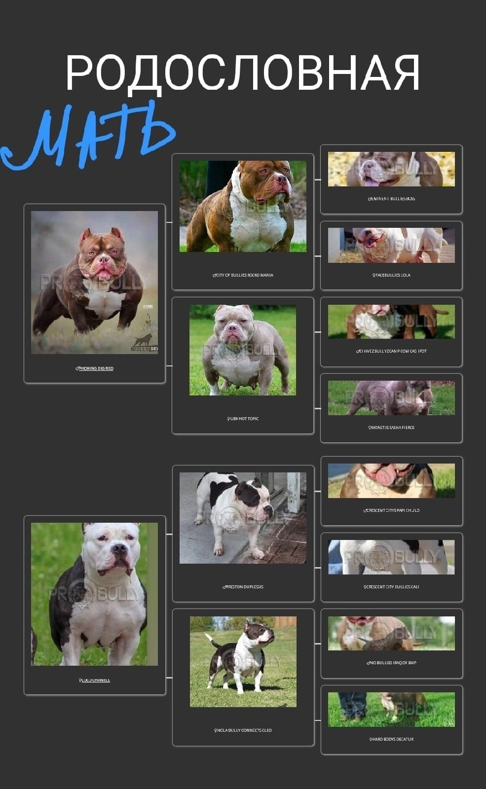 Купить щенка булли из питомника в Сочи