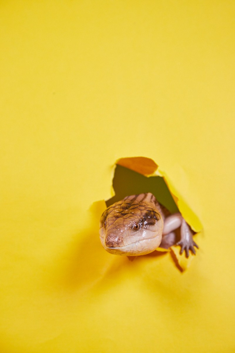 Съёмка животных — сцинк на жёлтом фоне.