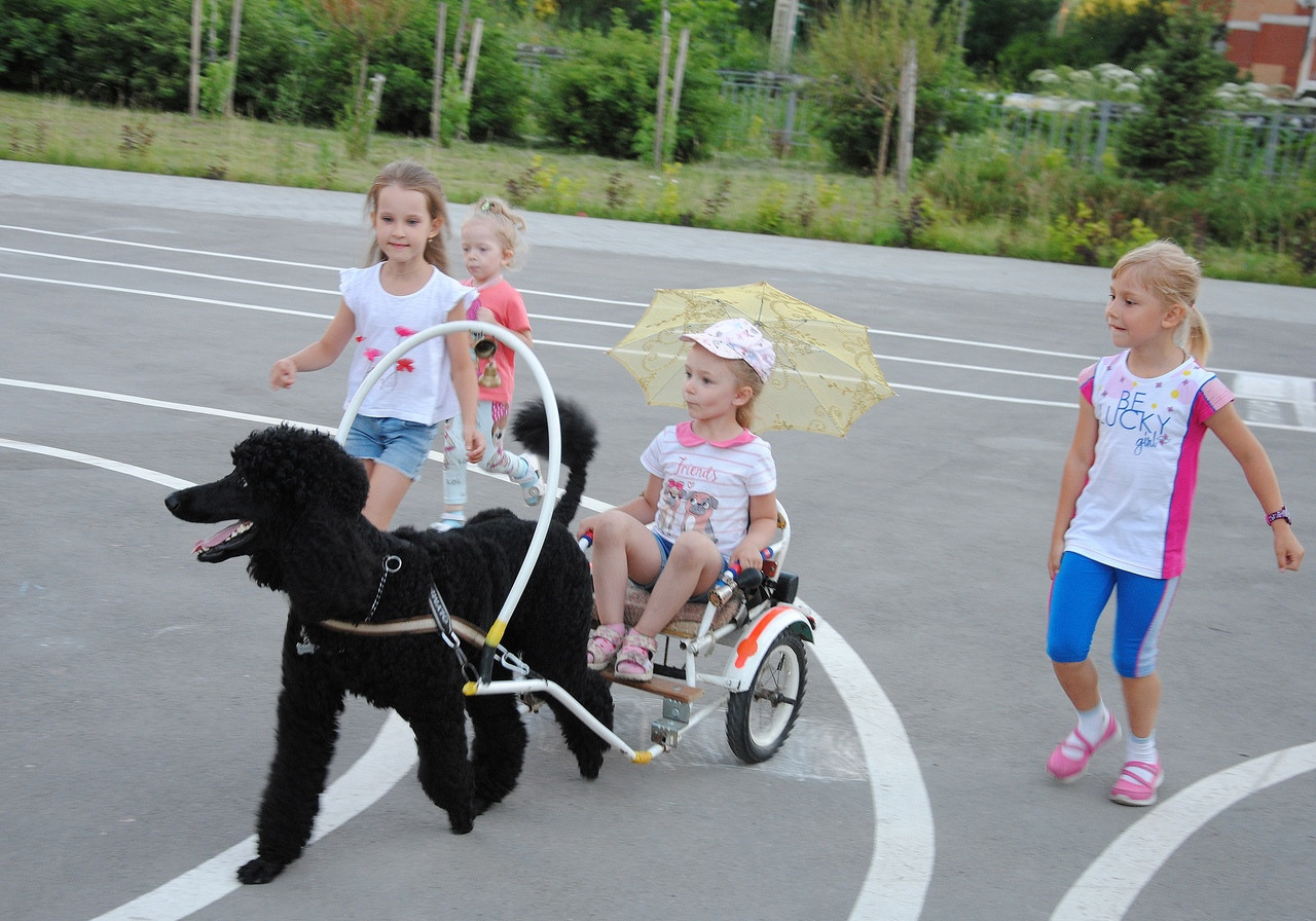 Праздник с пуделем. Фотостудия Портрет Свадебный и семейный фотограф в Рязани