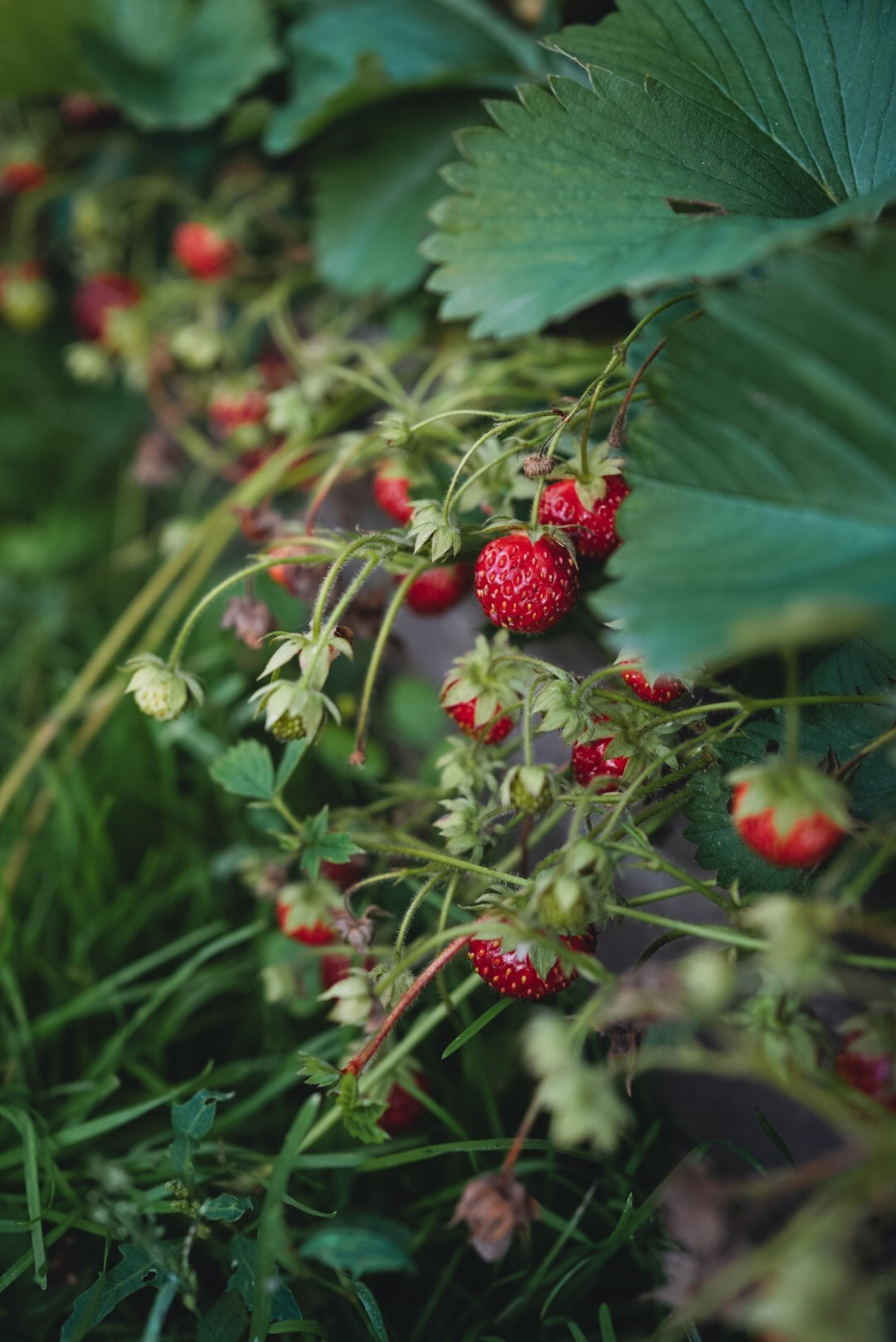 Вкусная еда, красивые натюрморты и природа. Предметный фотограф Санкт-Петербург