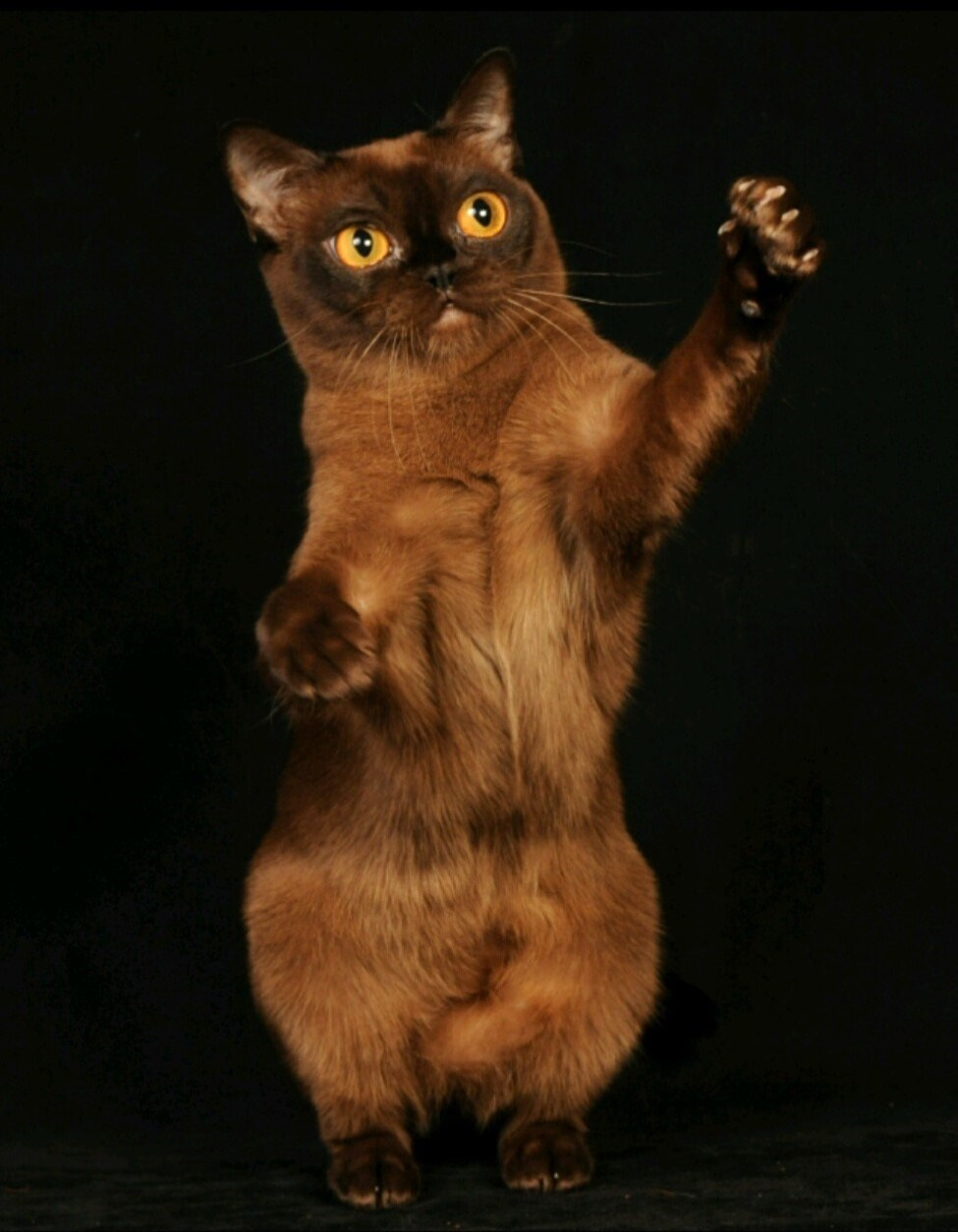 Котёнок американской бурмы. Las Burmas — питомник американской бурмы традиционных линий