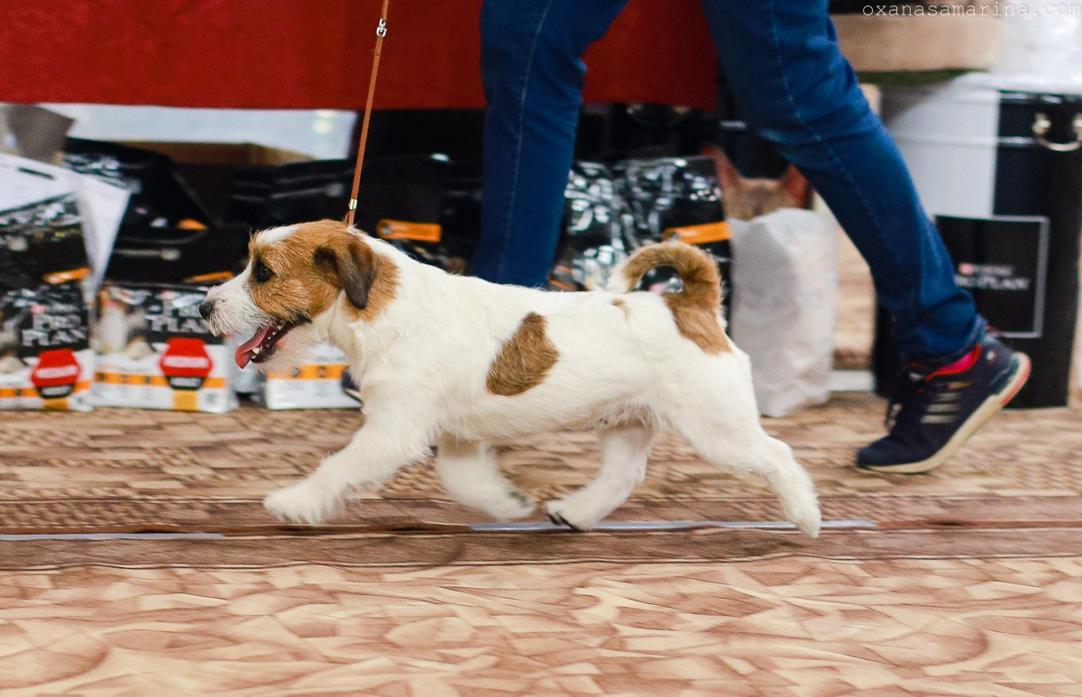 Port Fortis Rock-N-Roll