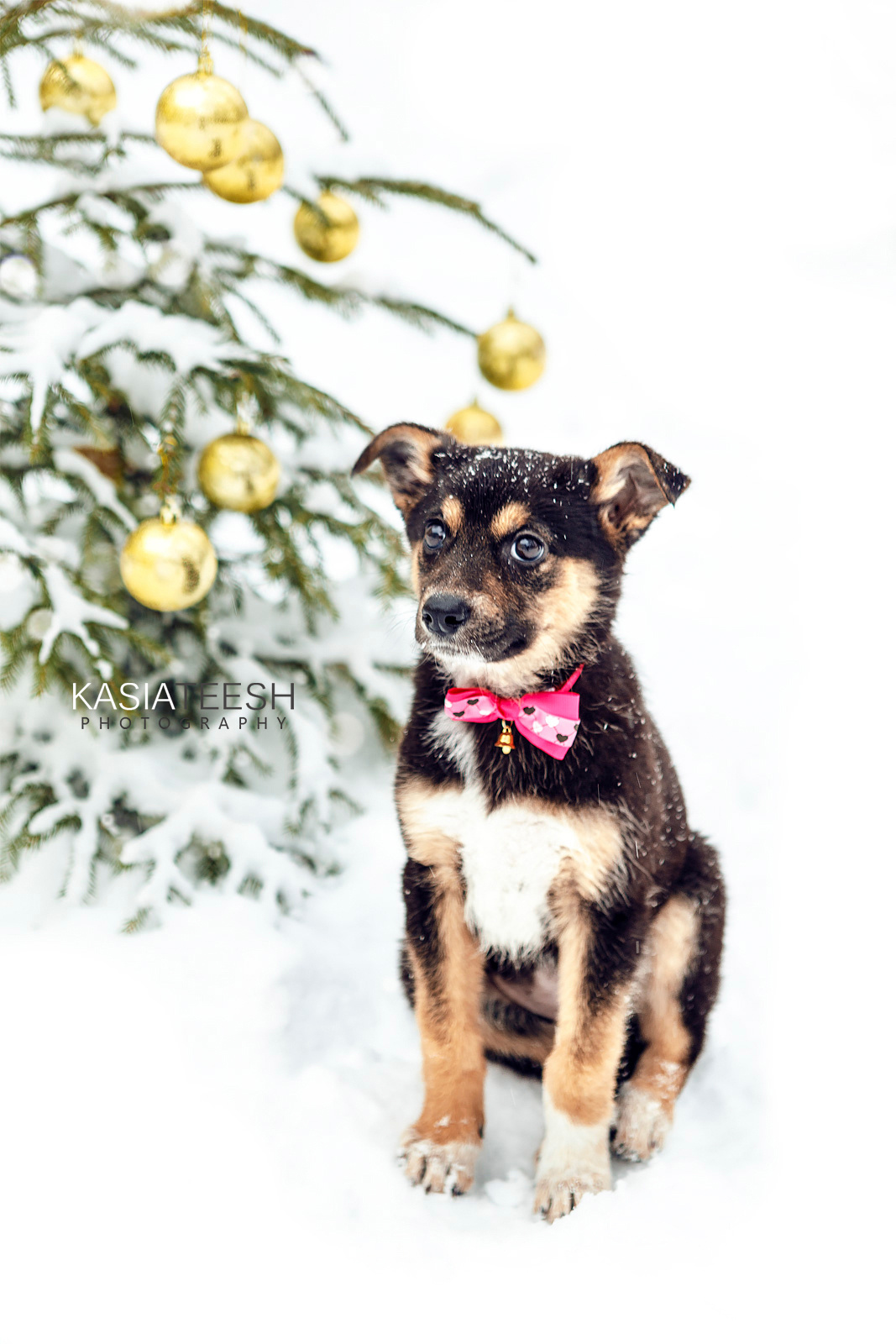 Фотосессия. Новогоднее чудо для Дакоты. Kasia Teesh. Фотограф и Видеограф. Сергиев Посад