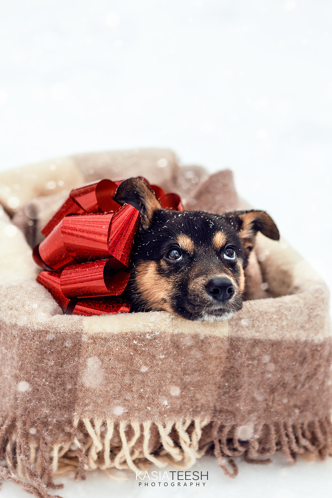 Фотосессия. Новогоднее чудо для Дакоты. Kasia Teesh. Фотограф и Видеограф. Сергиев Посад