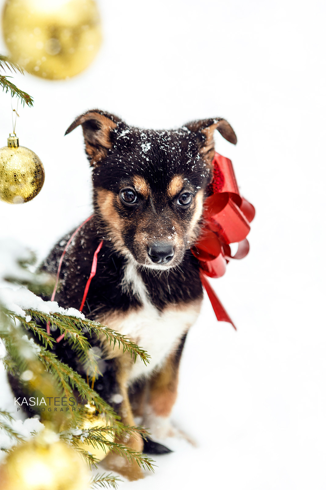 Фотосессия. Новогоднее чудо для Дакоты. Kasia Teesh. Фотограф и Видеограф. Сергиев Посад