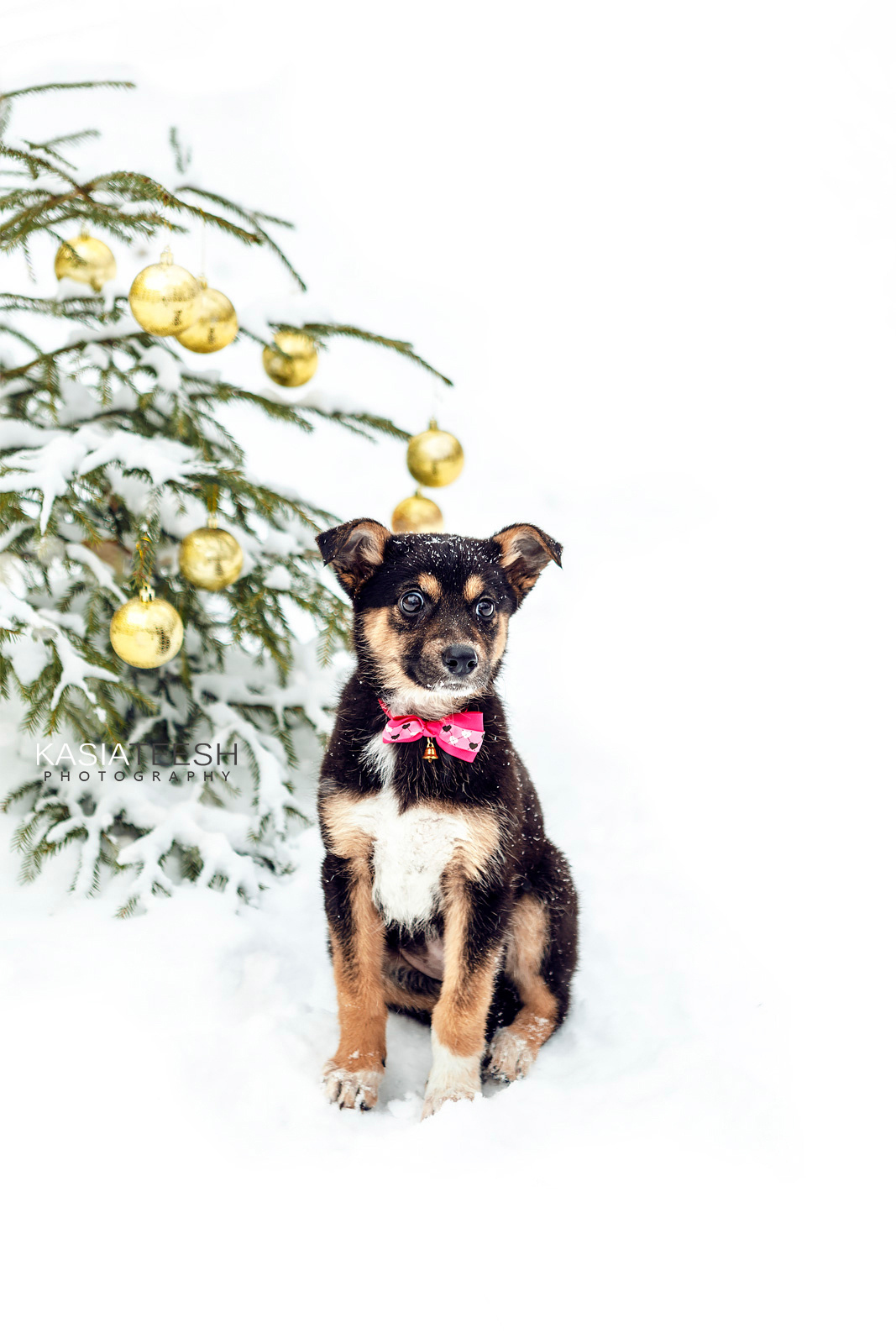 Фотосессия. Новогоднее чудо для Дакоты. Kasia Teesh. Фотограф и Видеограф. Сергиев Посад