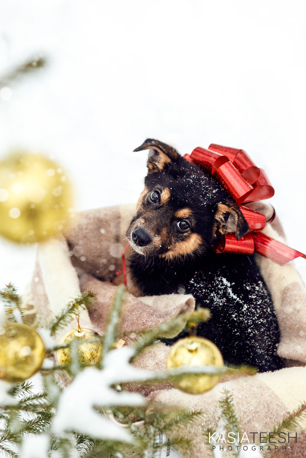 Фотосессия. Новогоднее чудо для Дакоты. Kasia Teesh. Фотограф и Видеограф. Сергиев Посад