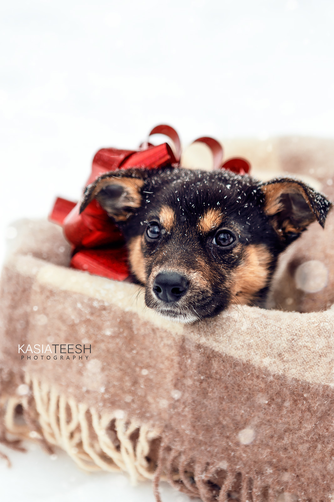 Фотосессия. Новогоднее чудо для Дакоты. Kasia Teesh. Фотограф и Видеограф. Сергиев Посад