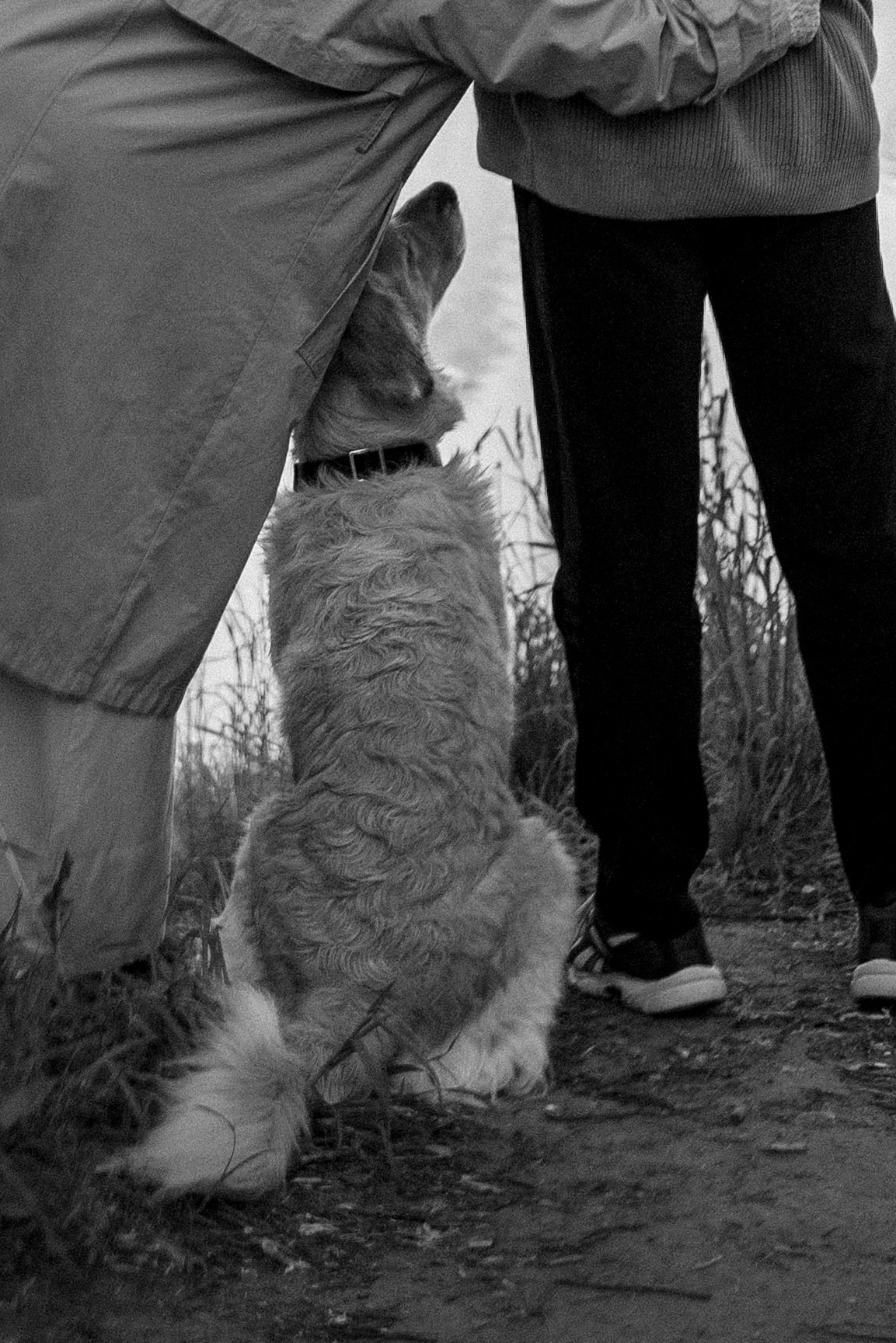 Пенни и ребята. Фотограф — Анималист | Санкт-Петербург