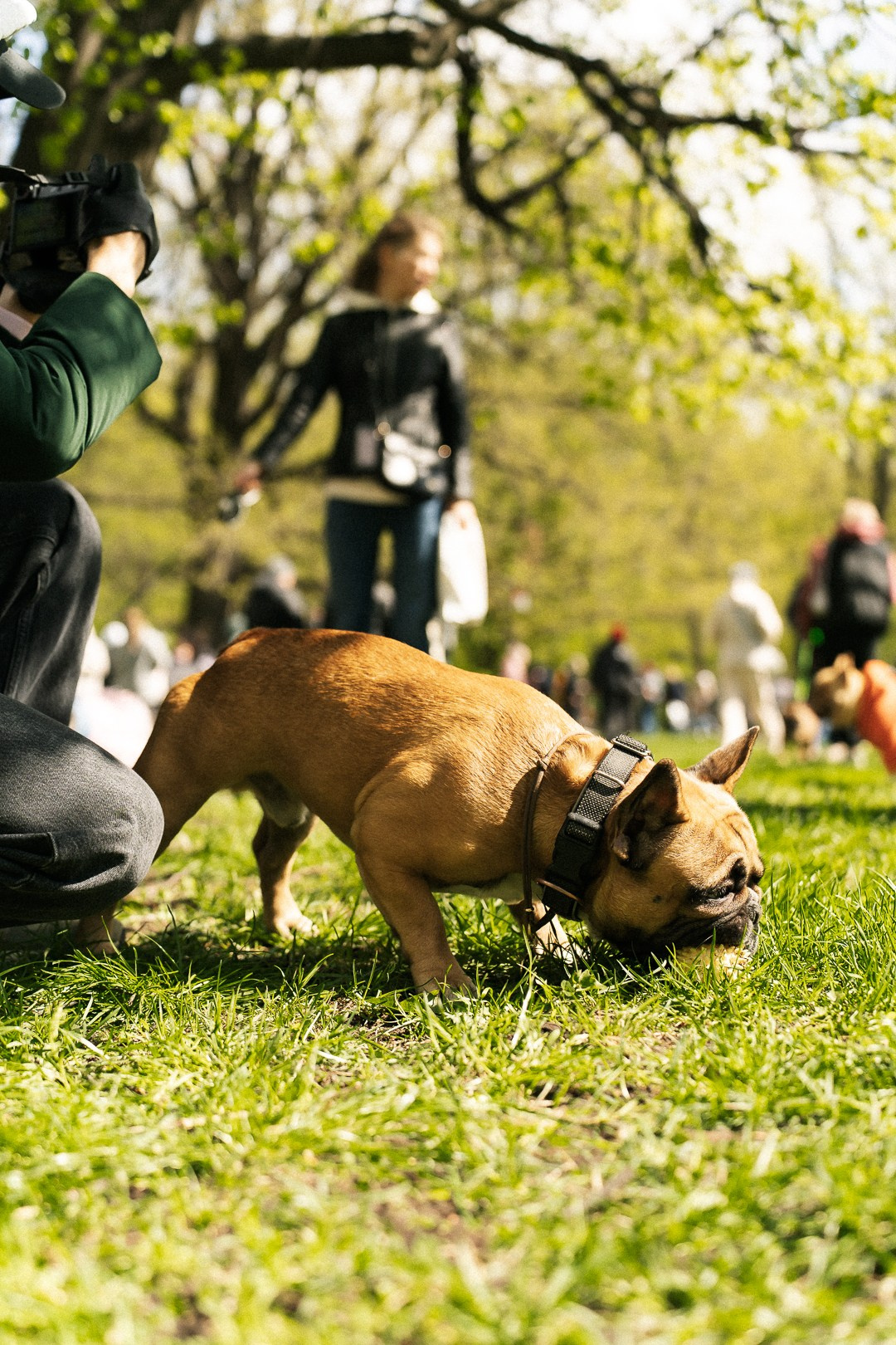 Парад Бульдогов. Axenov_eugene