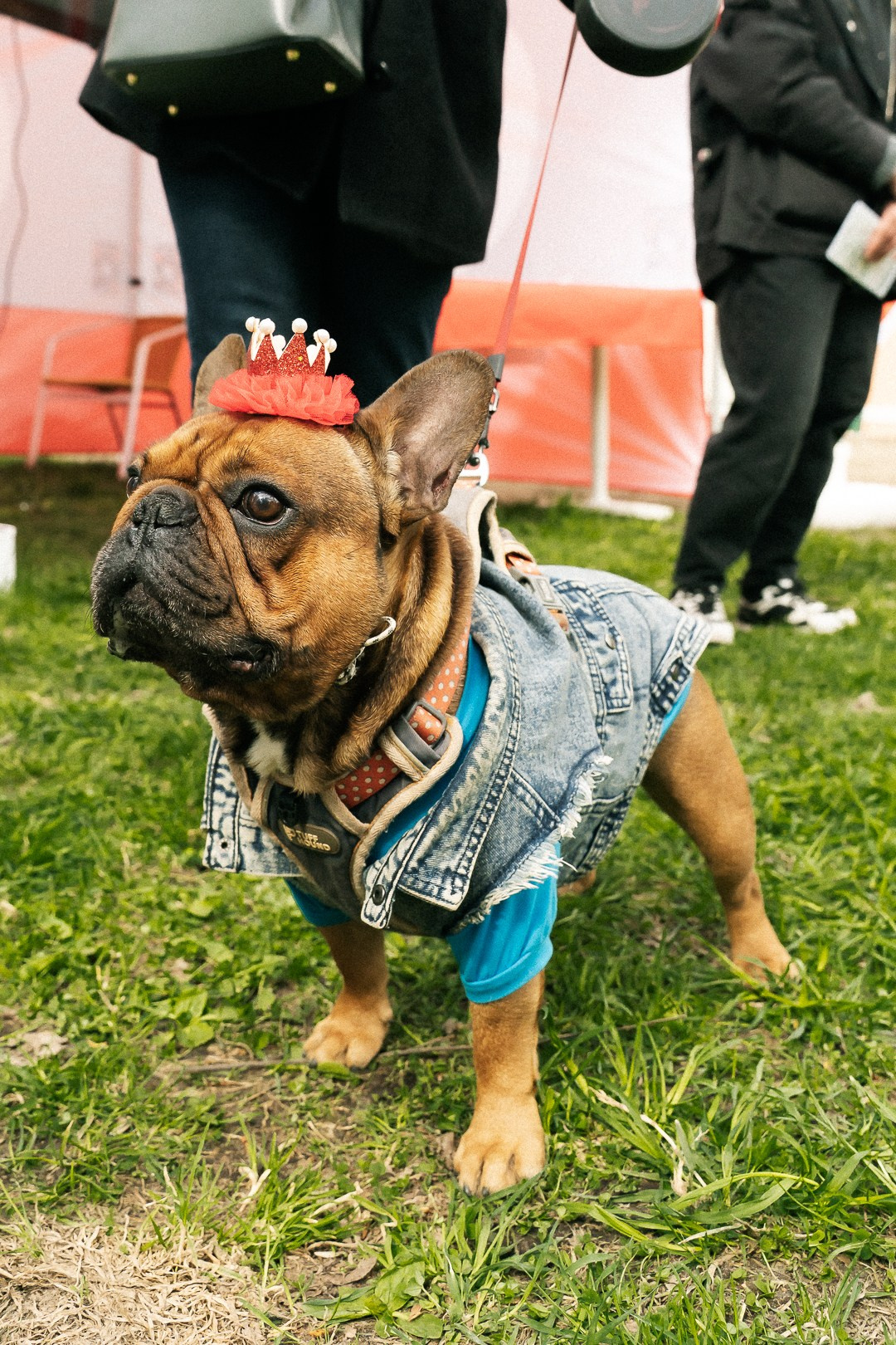 Парад Бульдогов. Axenov_eugene