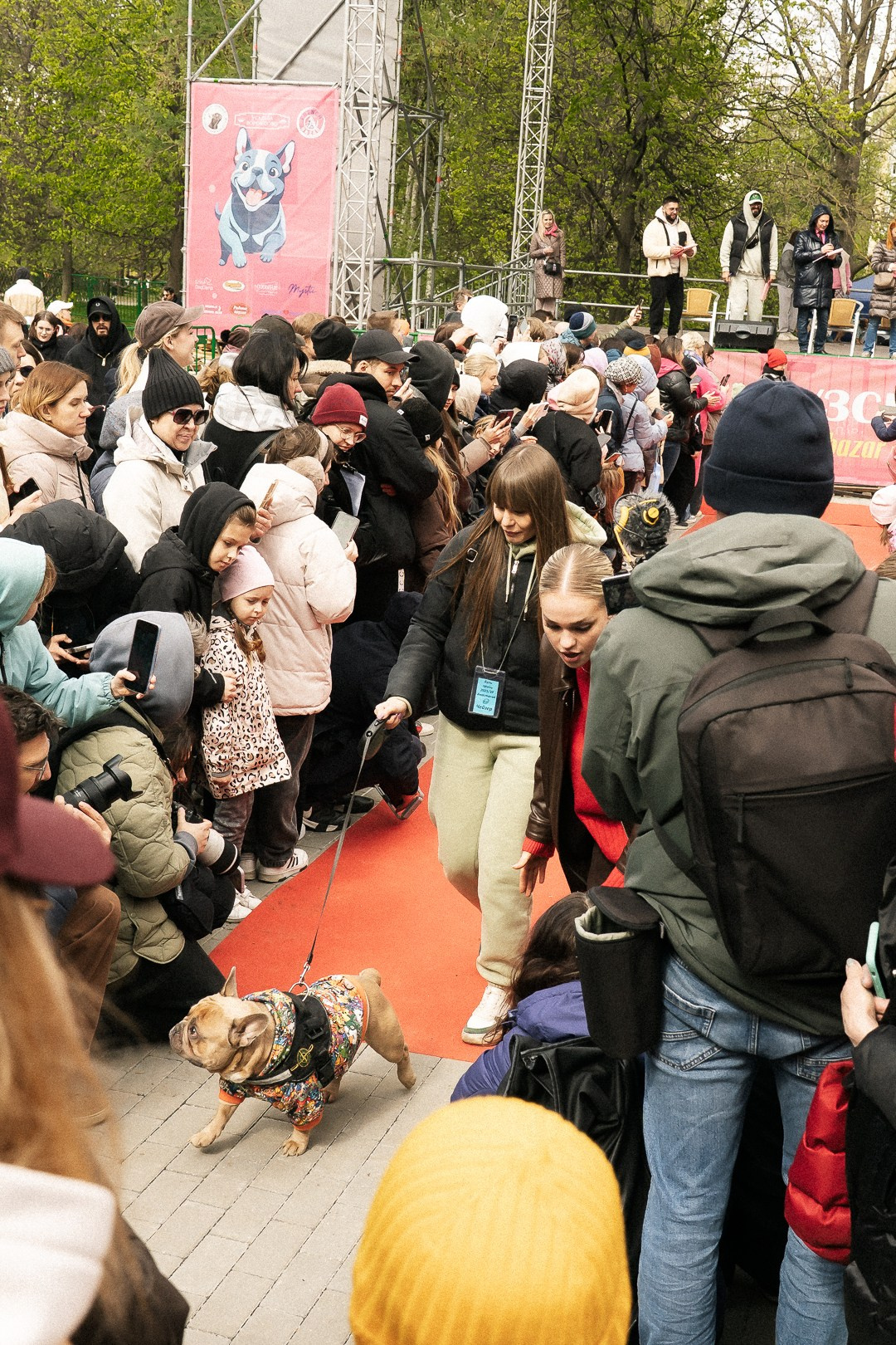 Парад Бульдогов. Axenov_eugene