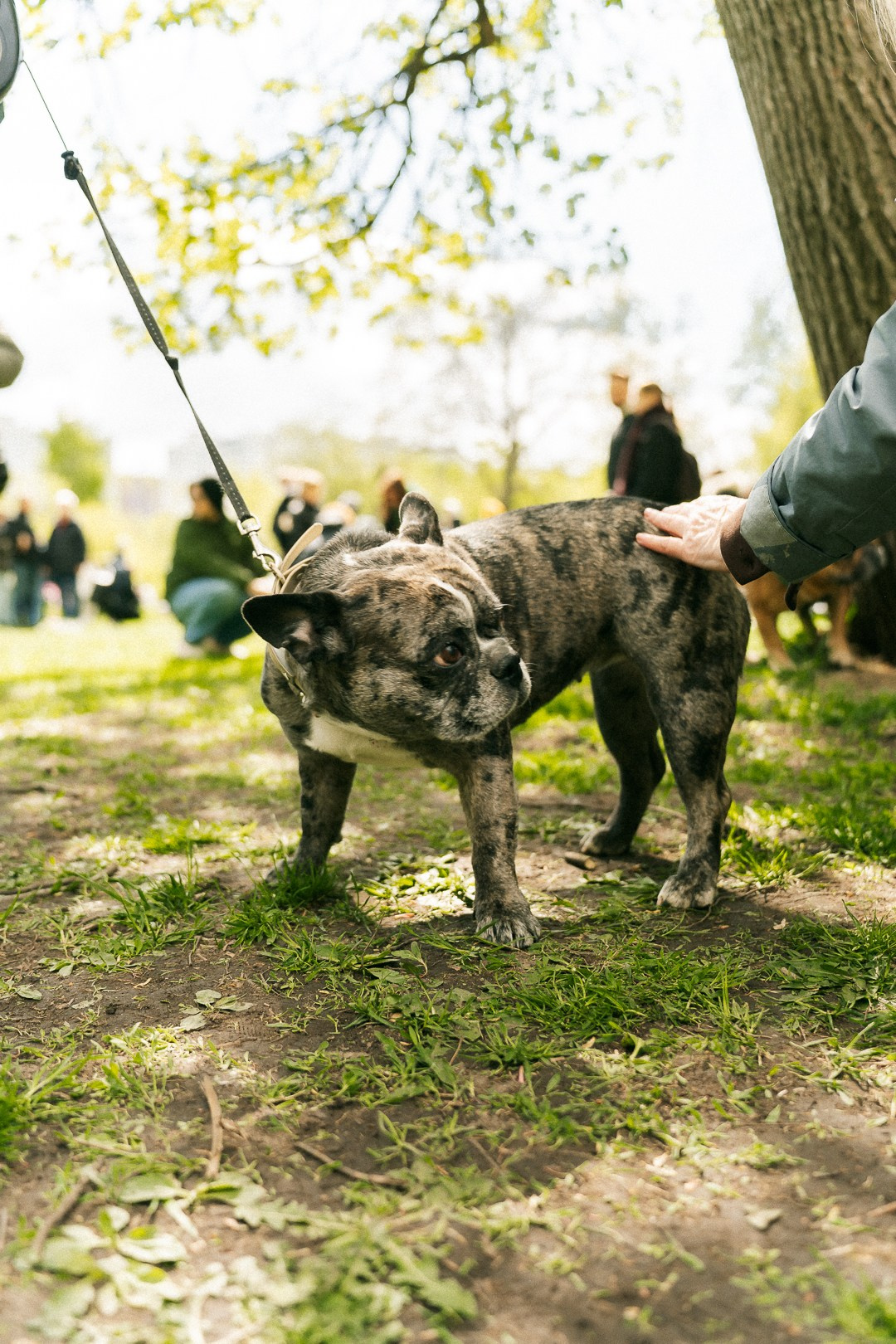 Парад Бульдогов. Axenov_eugene