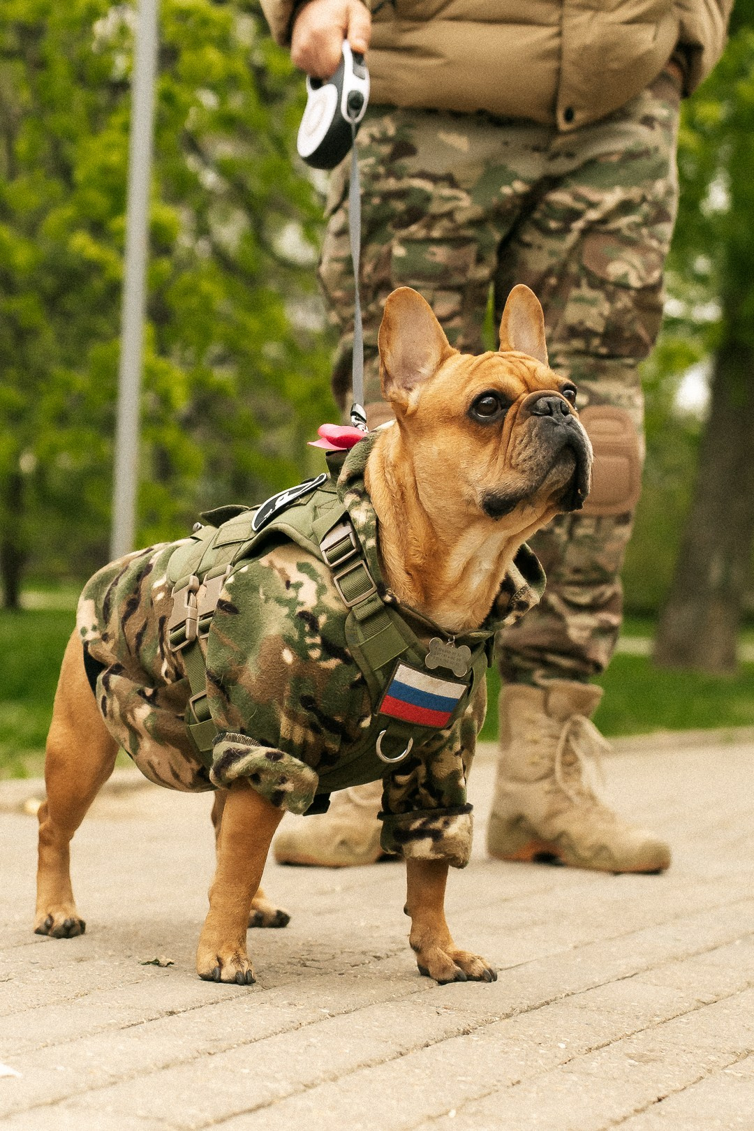 Парад Бульдогов. Axenov_eugene