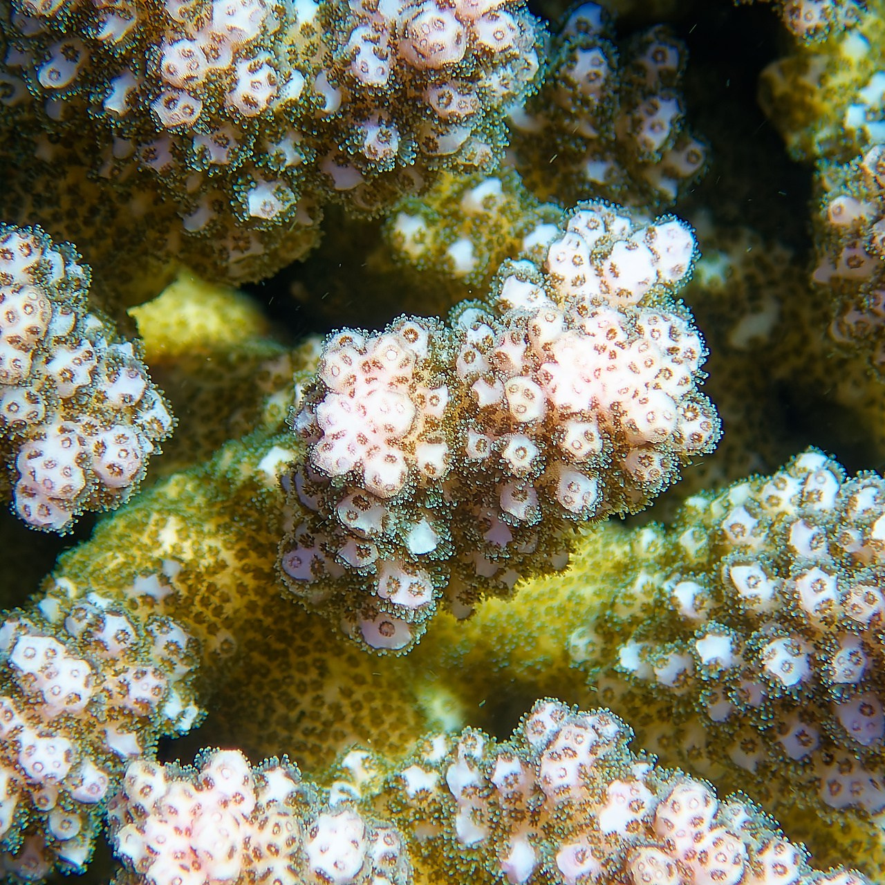 Мне посмотреть. Рыбов показываю