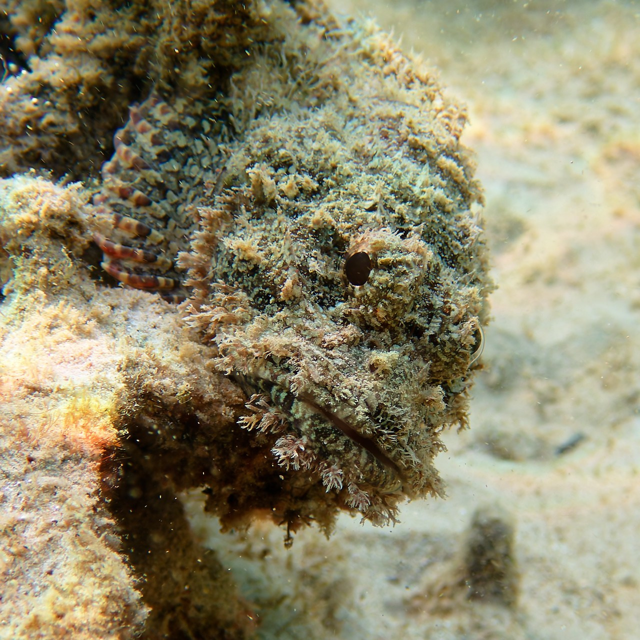 Мне посмотреть. Рыбов показываю