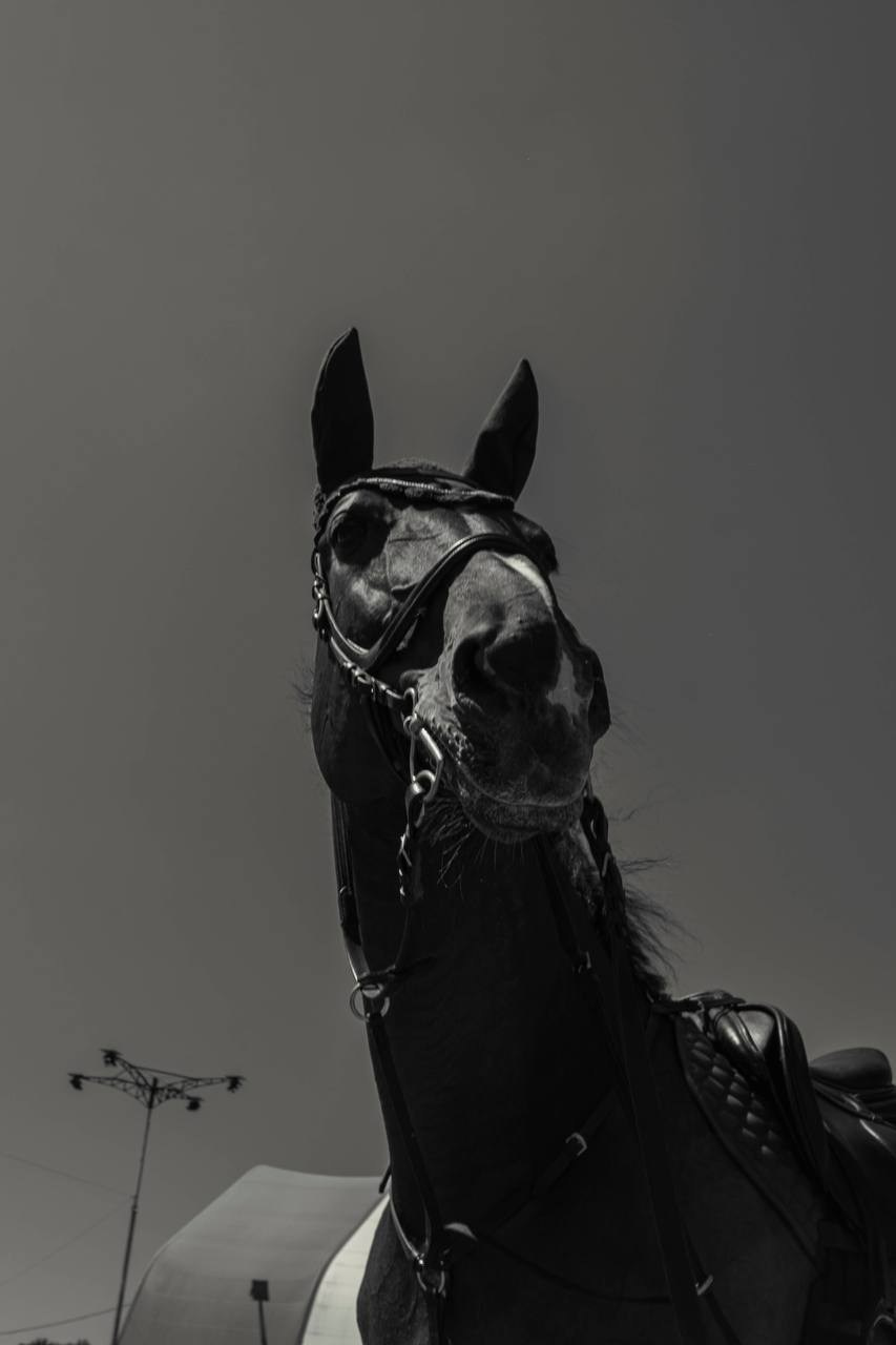 Фотосессия на конюшне в Сочи. Портфолио фотографа Анастасии Блохиной