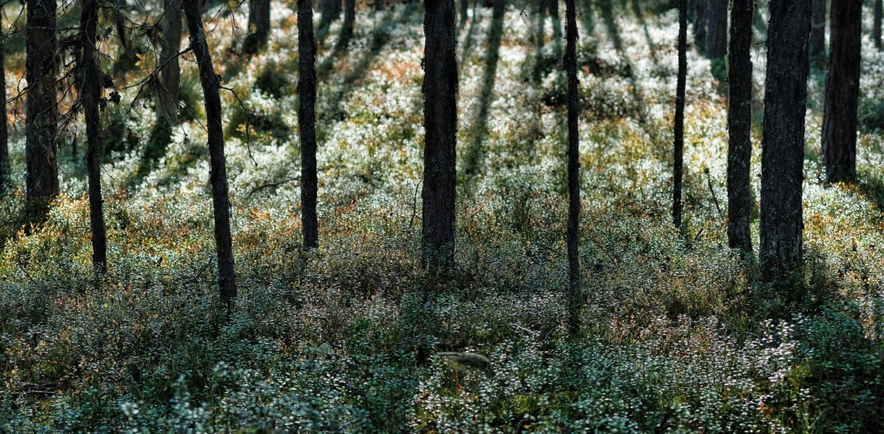 Архангельская область. Фотограф Евгений Андреев