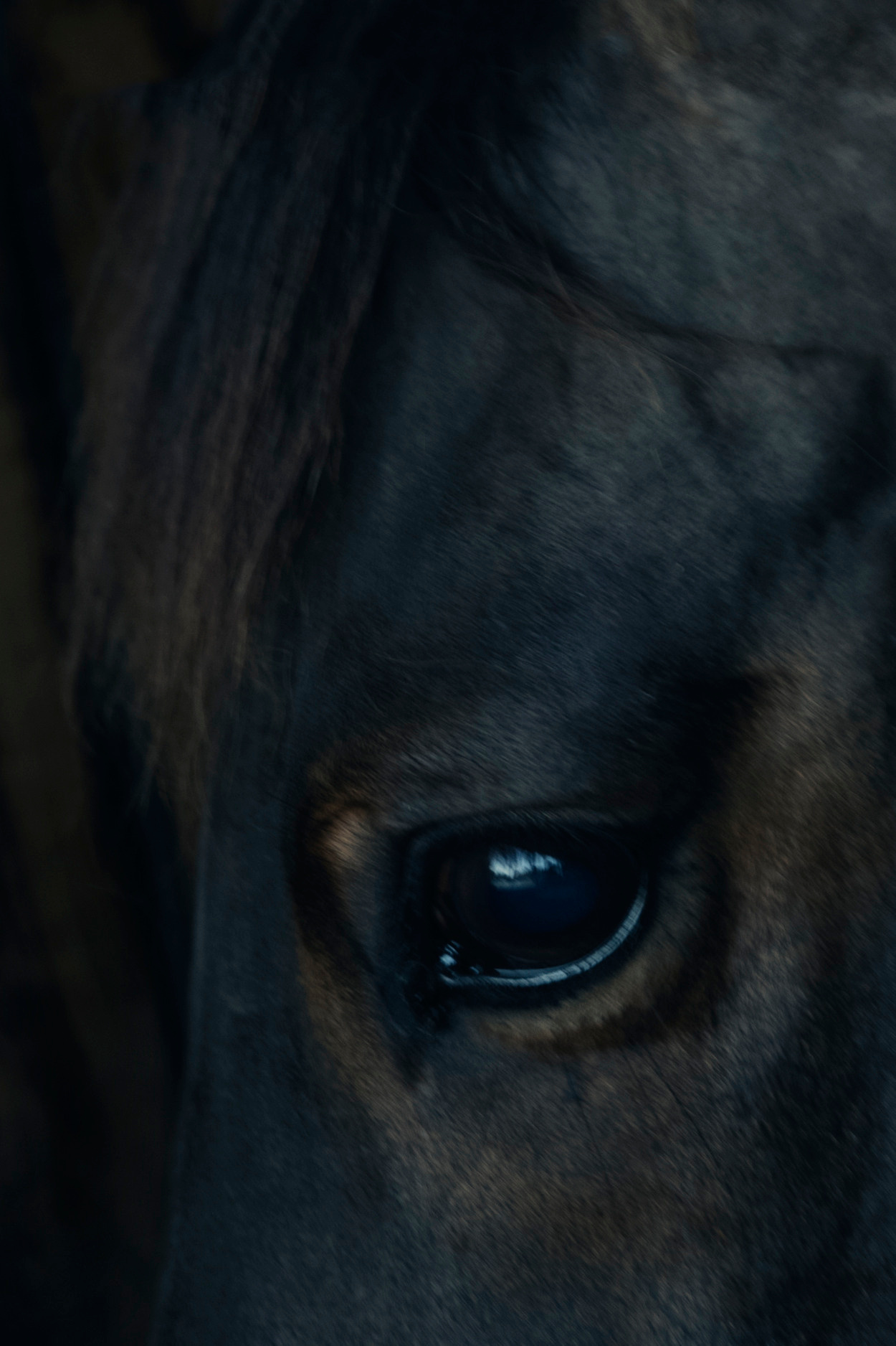 MOTHER (in progress). Anastasiia Antoniuk portrait, family and couple photographer, Portugal