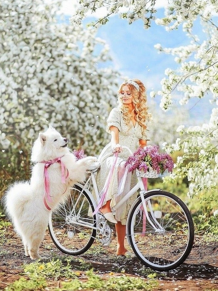 Девушка в белом платье на белом велосипеде с белой собакой самоедом в цветущем яблоневом саду