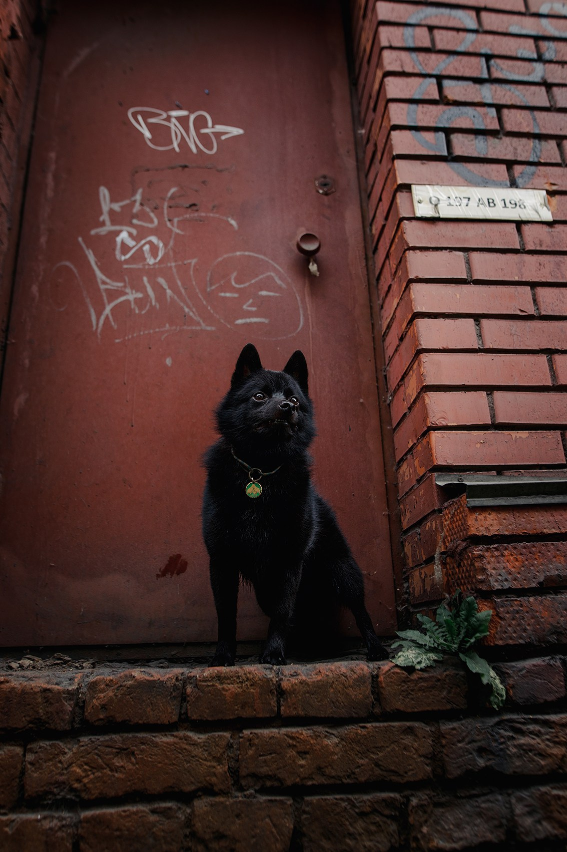 Саша, Маша и шипперке Йети. Фотограф-анималист Mary Mart — Москва, Питер