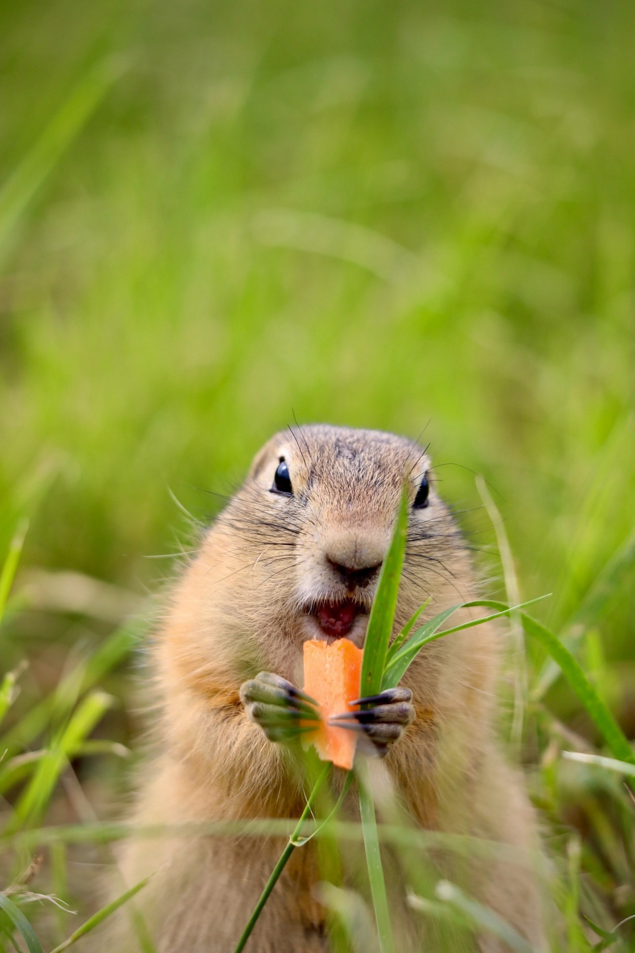 Animals. Danna Dark. Фотограф | Красноярск
