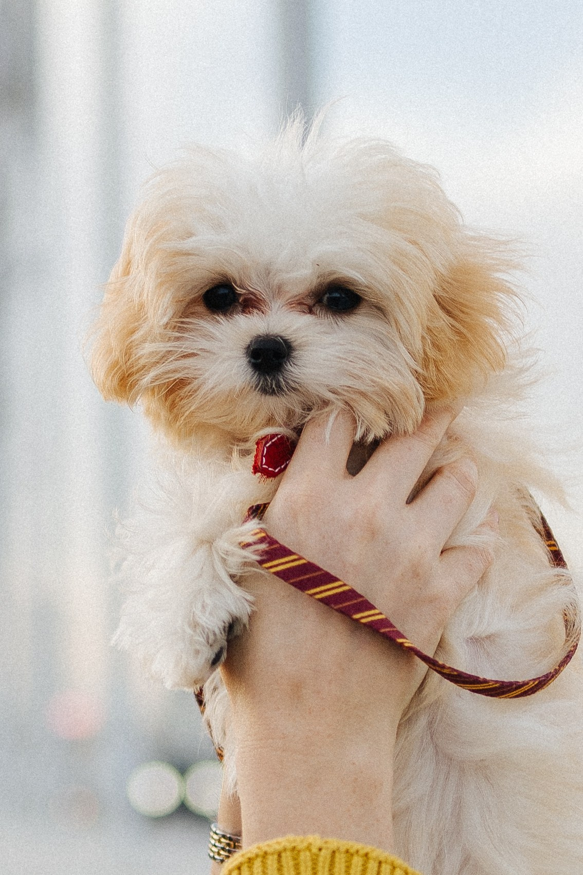 Оля и Бри. Фотораф — анималист Мария Шистка